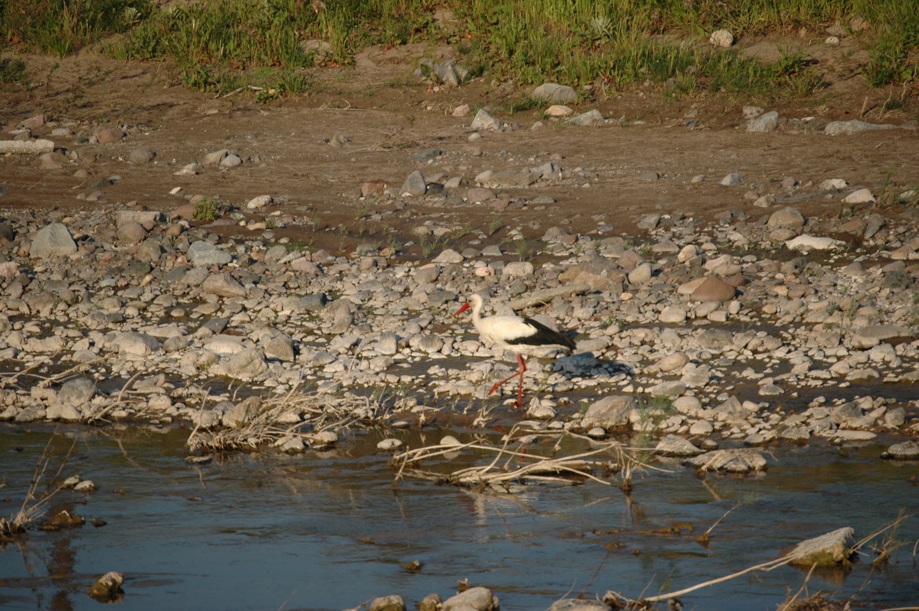 photos/wildlife/Bird_Species/024-Storks/0379-White_Stork/20060425-Lesvos-17.jpg