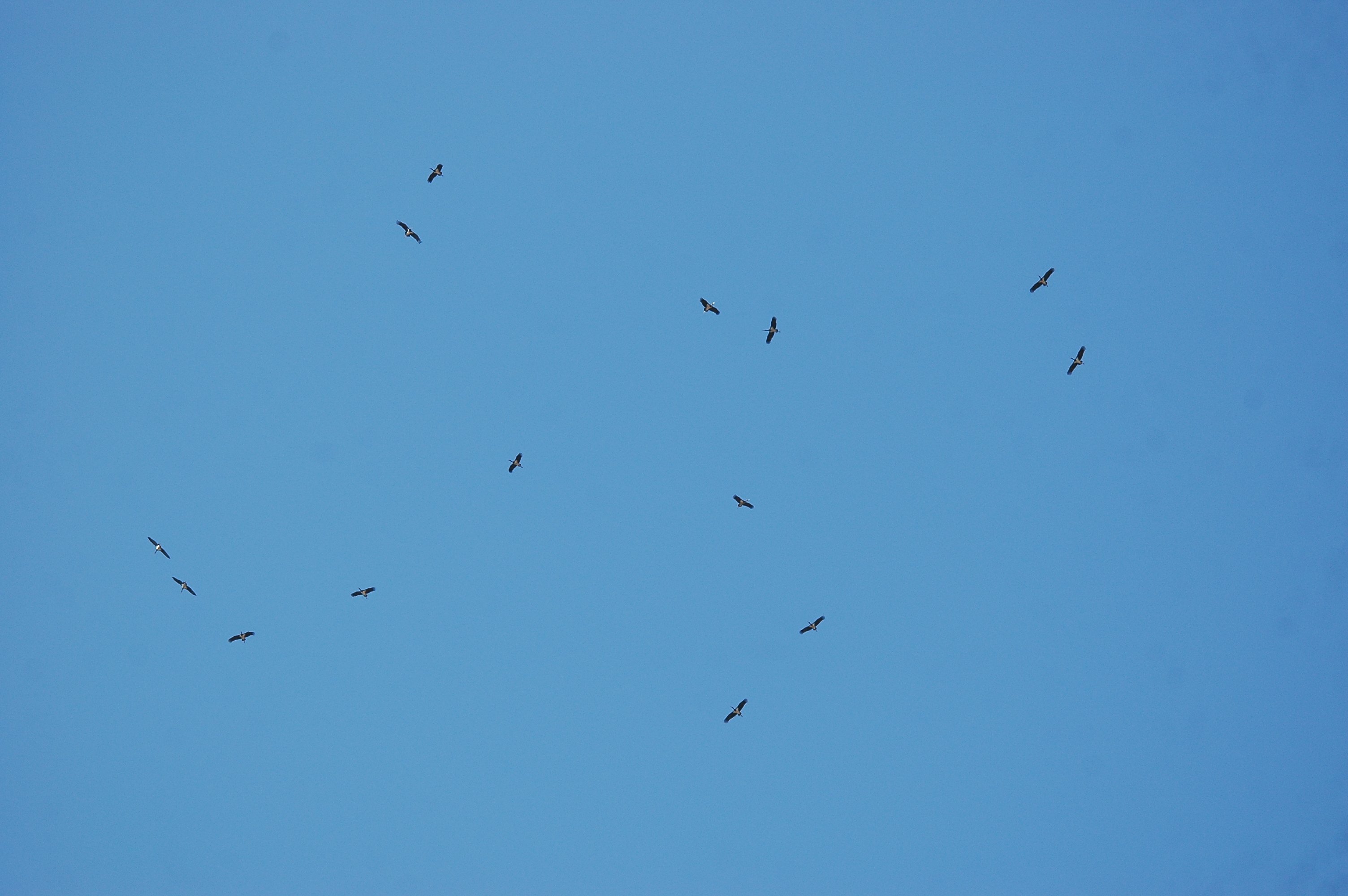 photos/wildlife/Bird_Species/024-Storks/0379-White_Stork/20090921-Spain-01.jpg