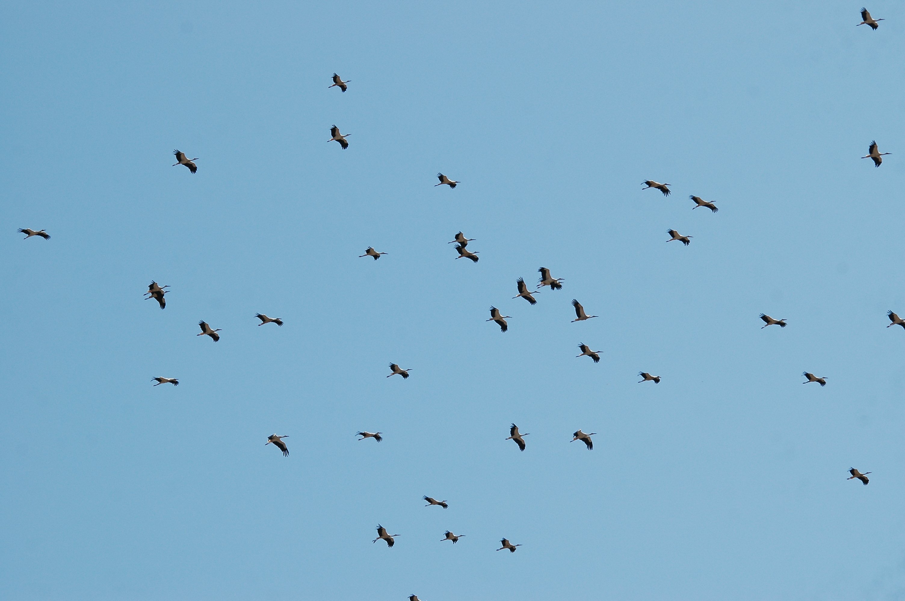 photos/wildlife/Bird_Species/024-Storks/0379-White_Stork/20090921-Spain-02.jpg