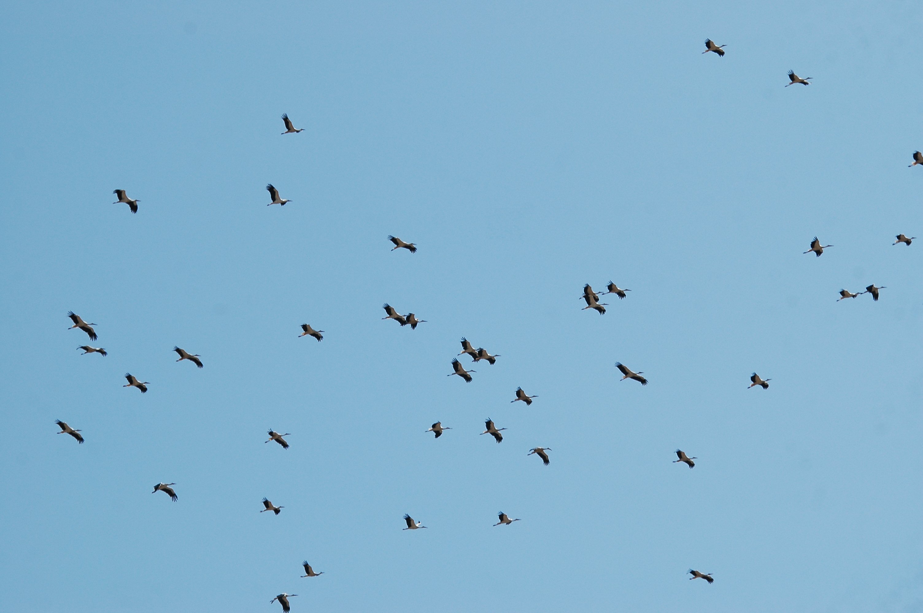 photos/wildlife/Bird_Species/024-Storks/0379-White_Stork/20090921-Spain-03.jpg