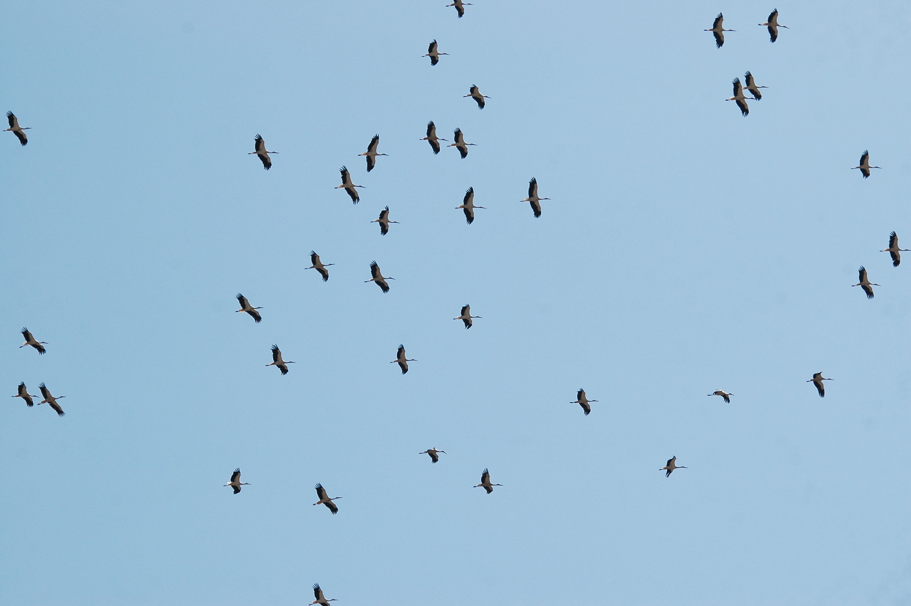 photos/wildlife/Bird_Species/024-Storks/0379-White_Stork/20090921-Spain-04.jpg