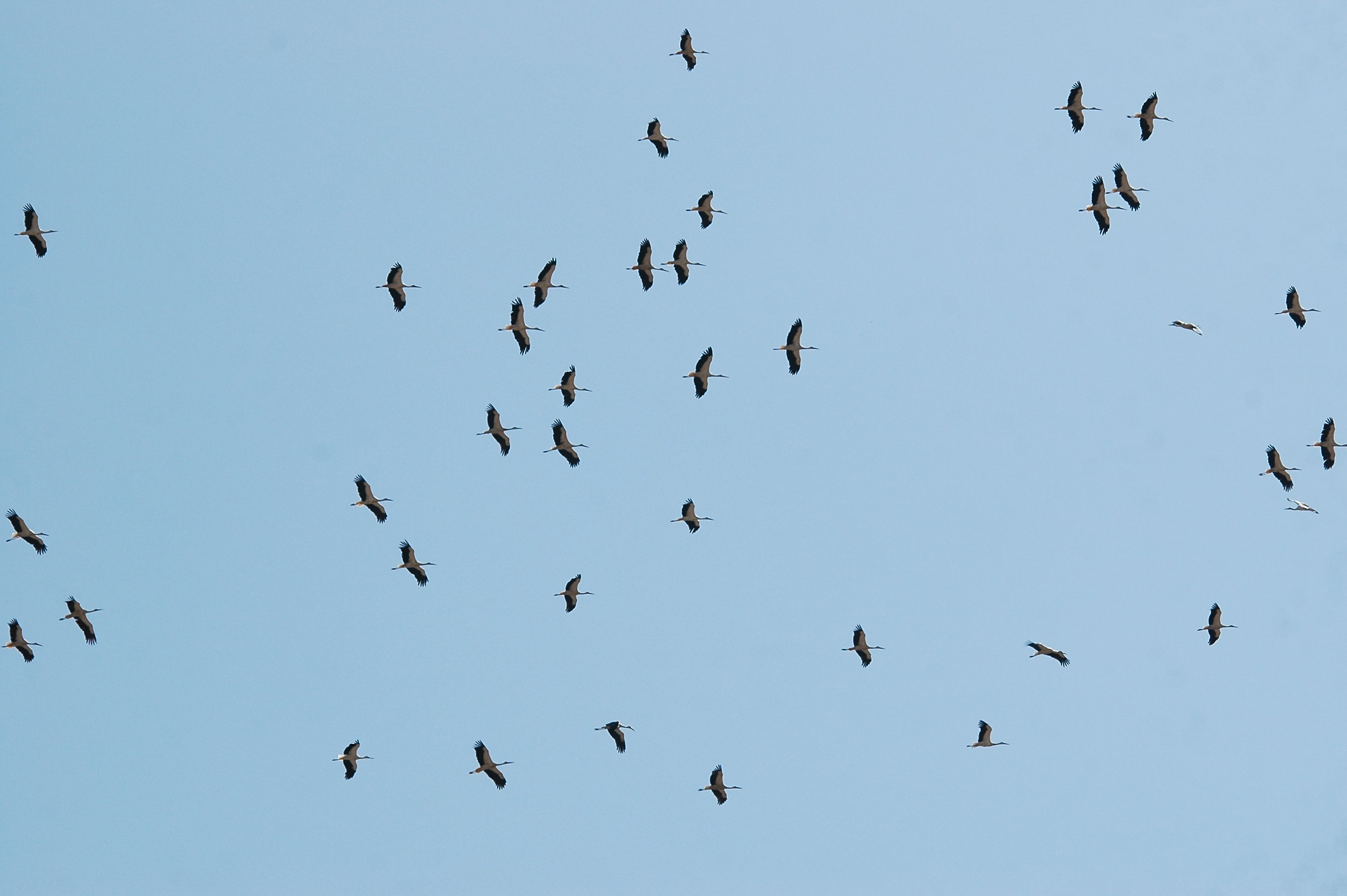photos/wildlife/Bird_Species/024-Storks/0379-White_Stork/20090921-Spain-05.jpg