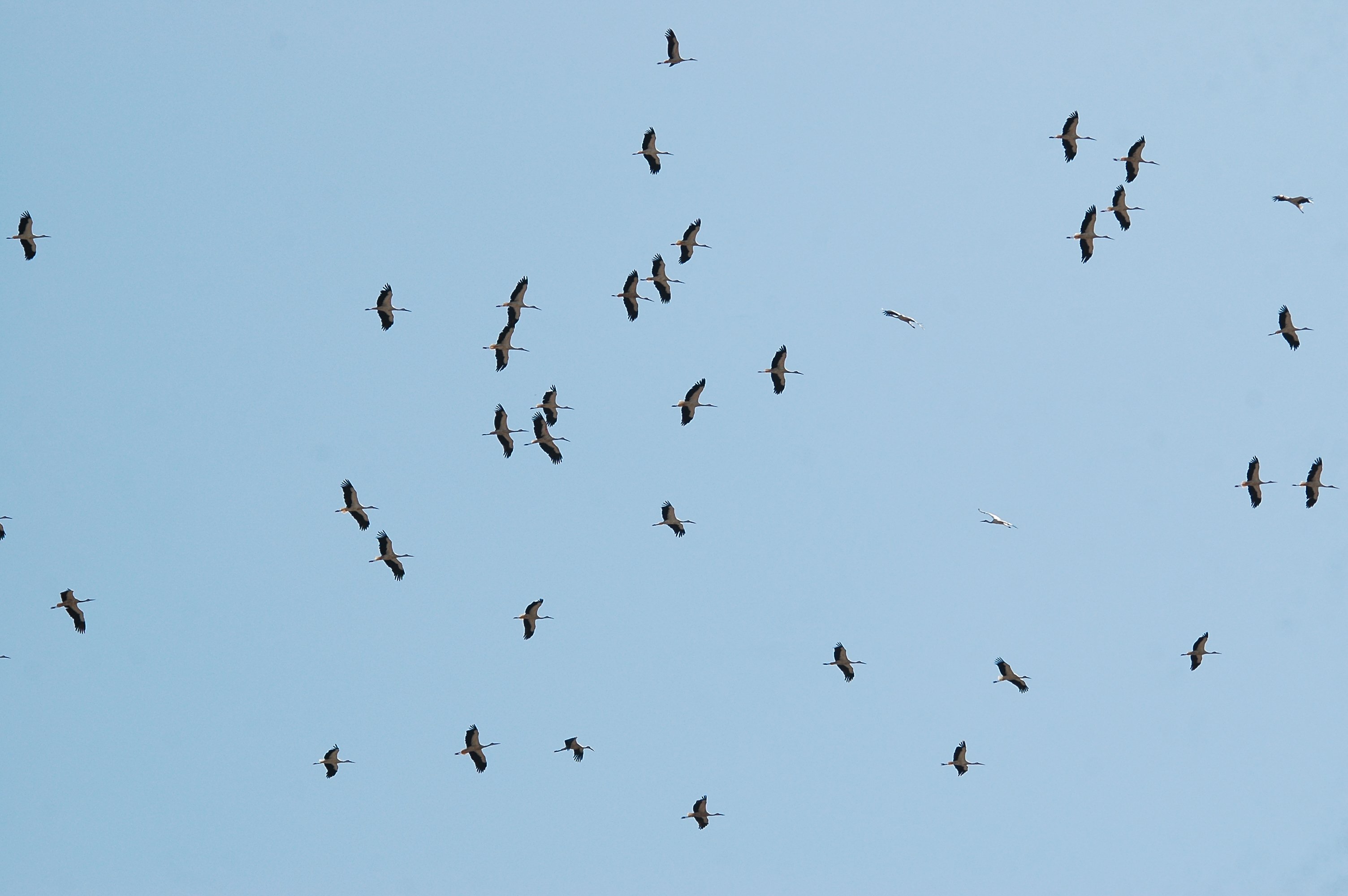 photos/wildlife/Bird_Species/024-Storks/0379-White_Stork/20090921-Spain-06.jpg