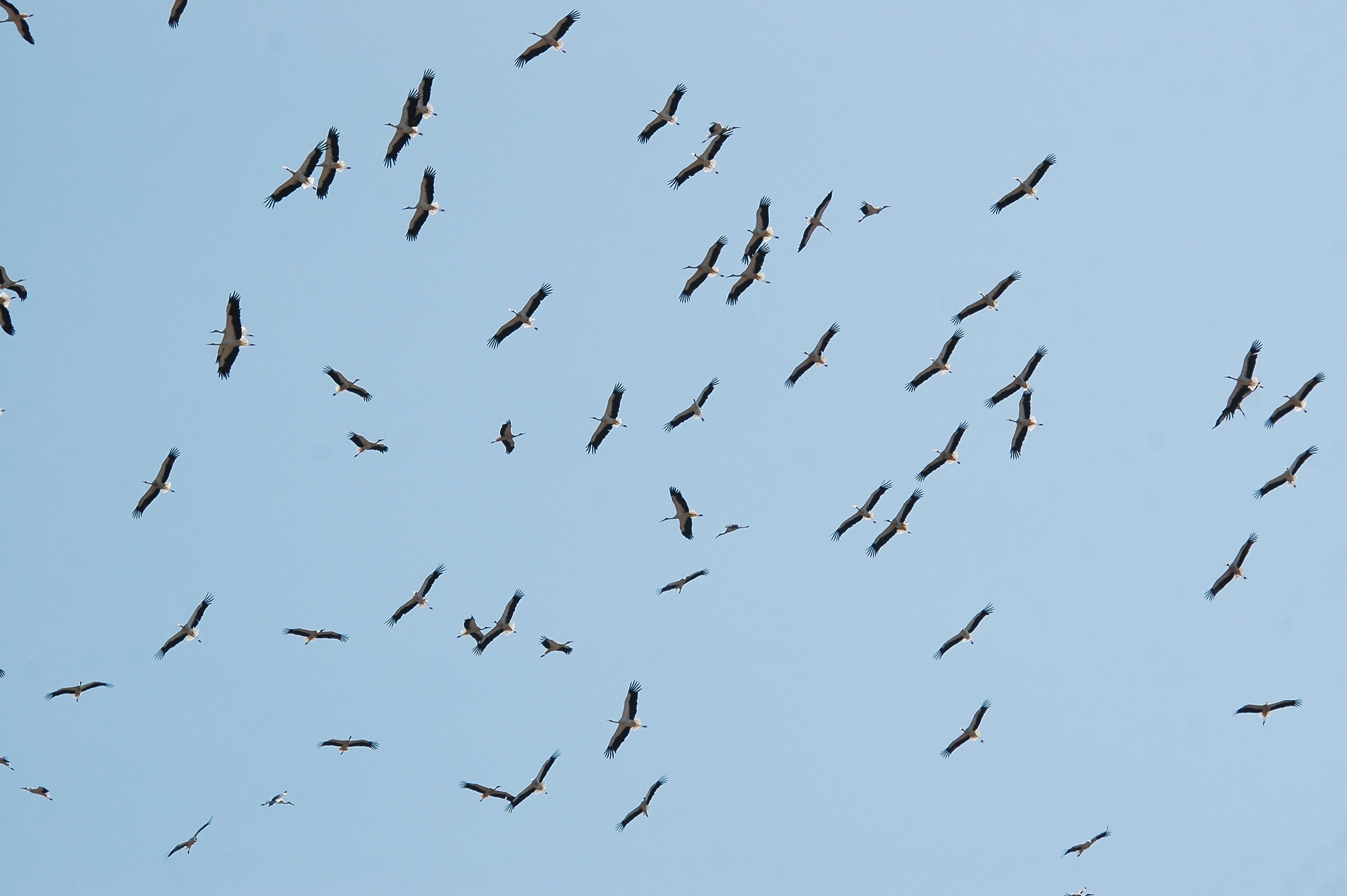 photos/wildlife/Bird_Species/024-Storks/0379-White_Stork/20090921-Spain-07.jpg