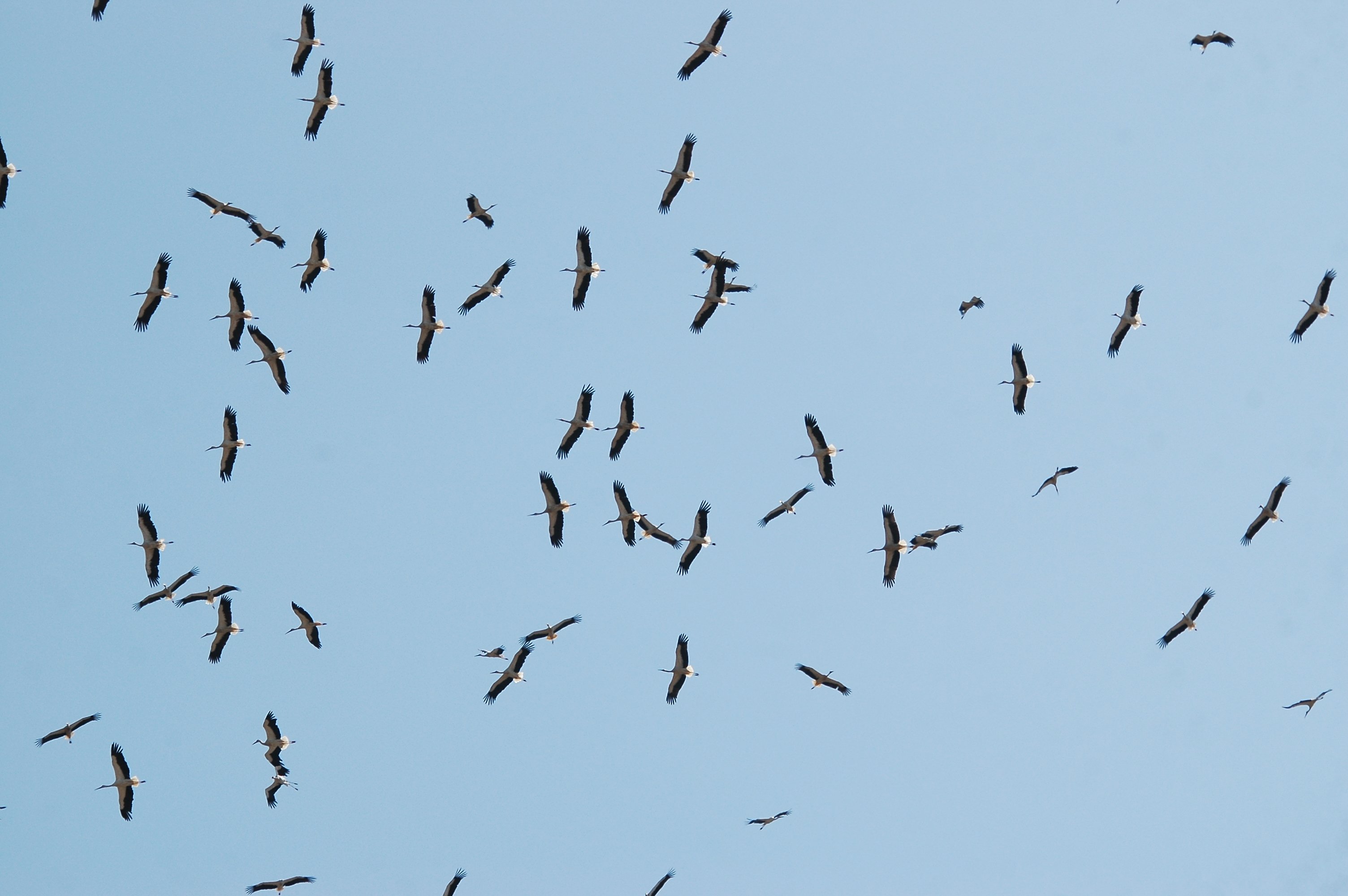 photos/wildlife/Bird_Species/024-Storks/0379-White_Stork/20090921-Spain-08.jpg