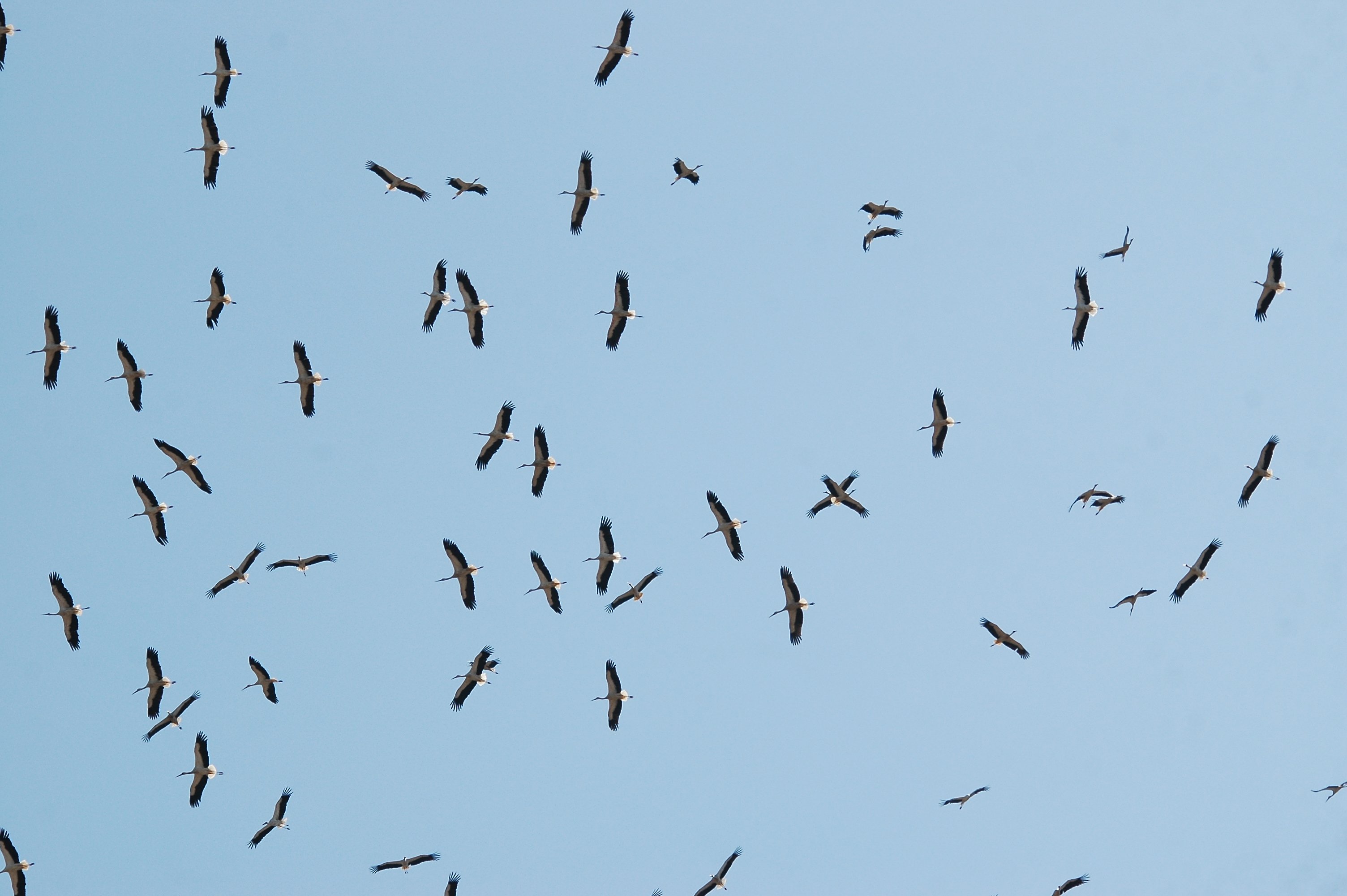 photos/wildlife/Bird_Species/024-Storks/0379-White_Stork/20090921-Spain-09.jpg