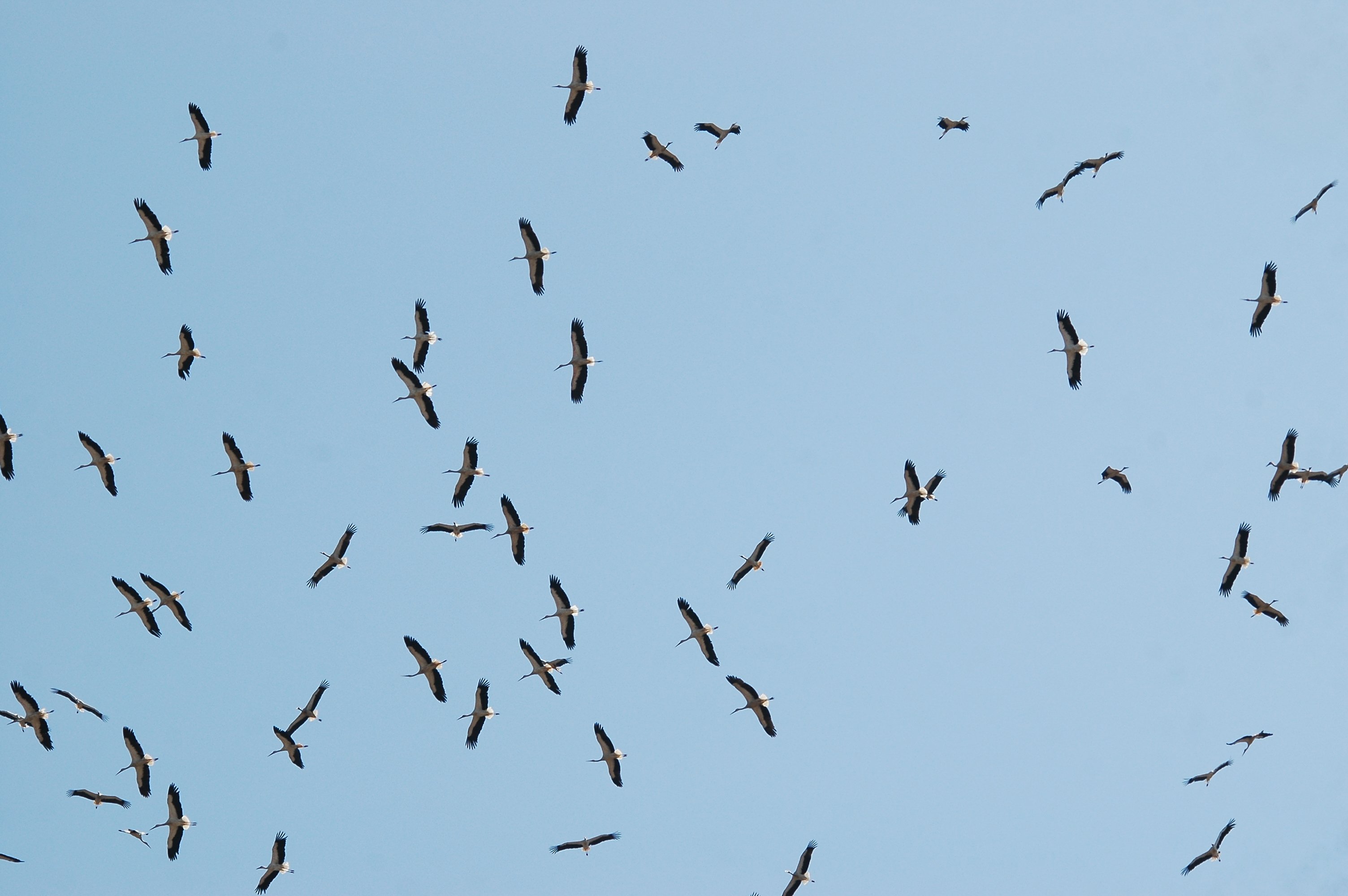 photos/wildlife/Bird_Species/024-Storks/0379-White_Stork/20090921-Spain-10.jpg