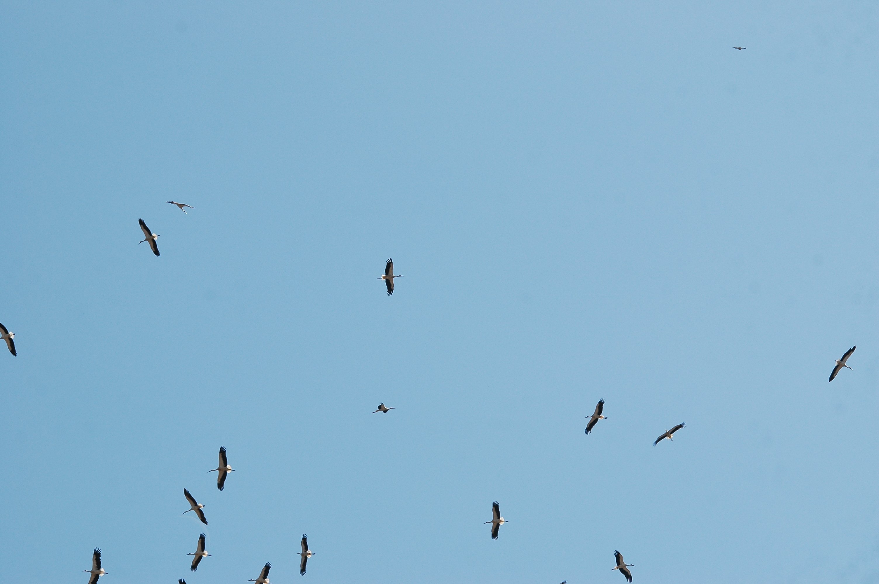 photos/wildlife/Bird_Species/024-Storks/0379-White_Stork/20090921-Spain-11.jpg