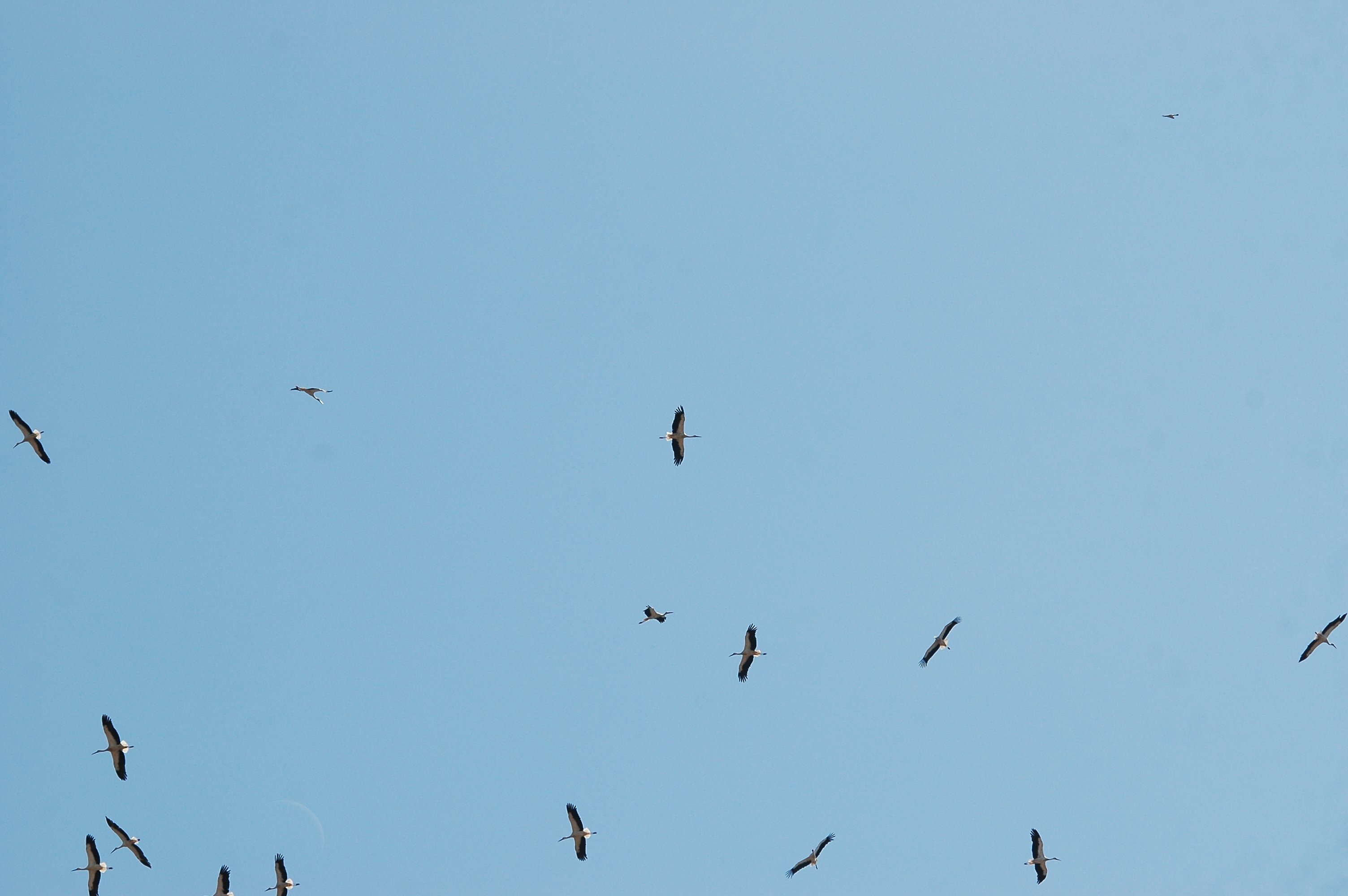 photos/wildlife/Bird_Species/024-Storks/0379-White_Stork/20090921-Spain-12.jpg