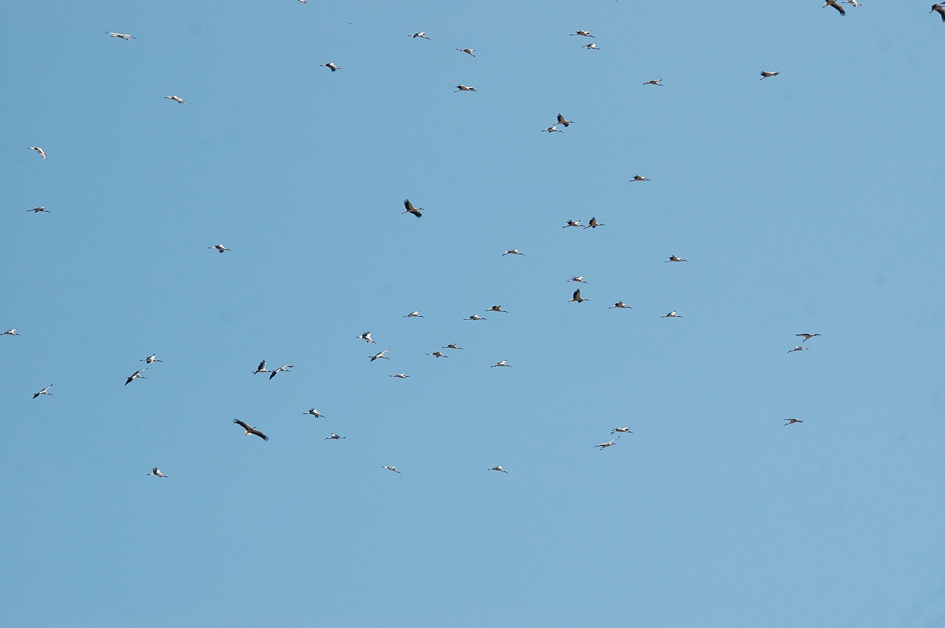 photos/wildlife/Bird_Species/024-Storks/0379-White_Stork/20090921-Spain-14.jpg