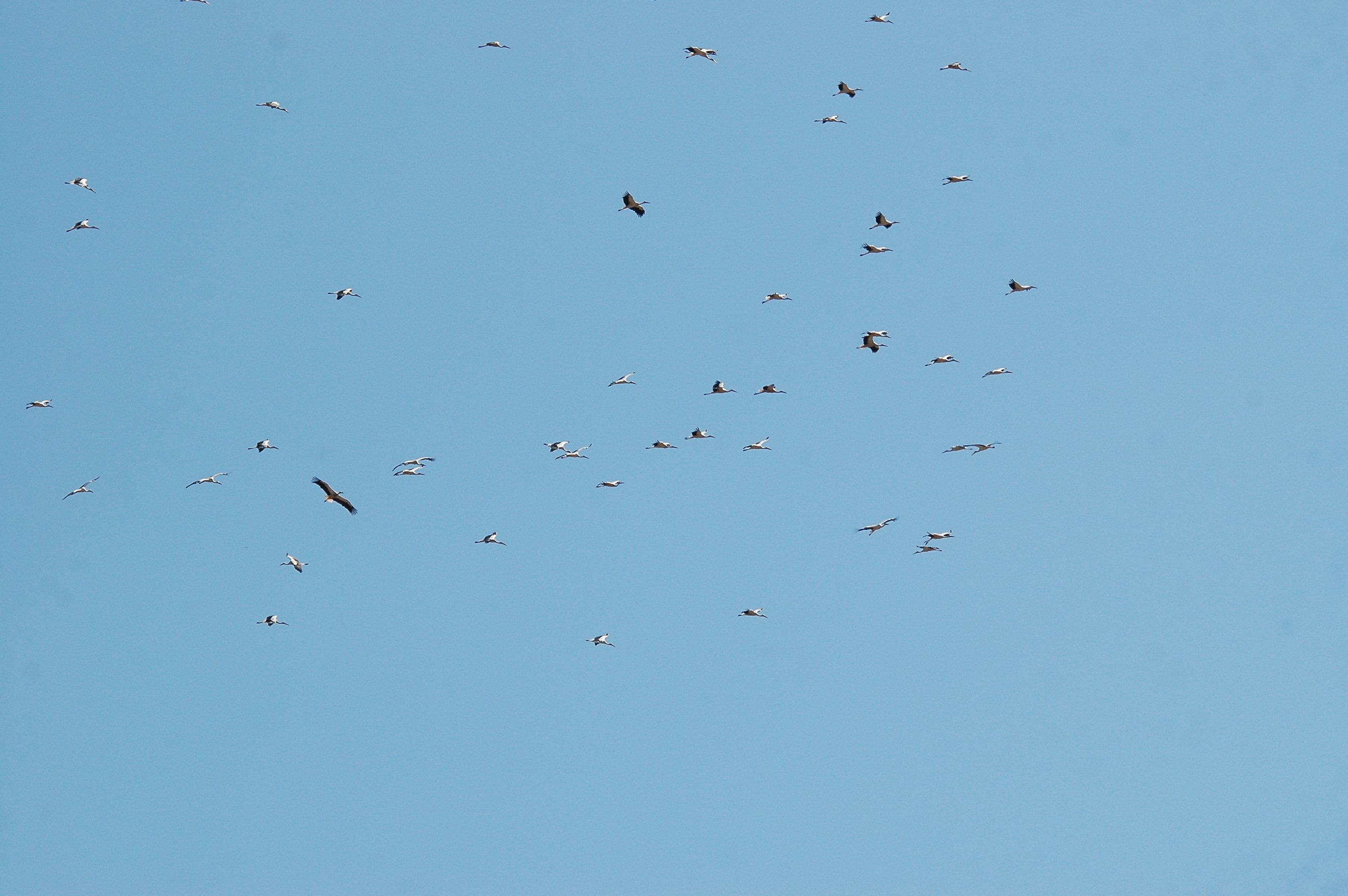 photos/wildlife/Bird_Species/024-Storks/0379-White_Stork/20090921-Spain-15.jpg