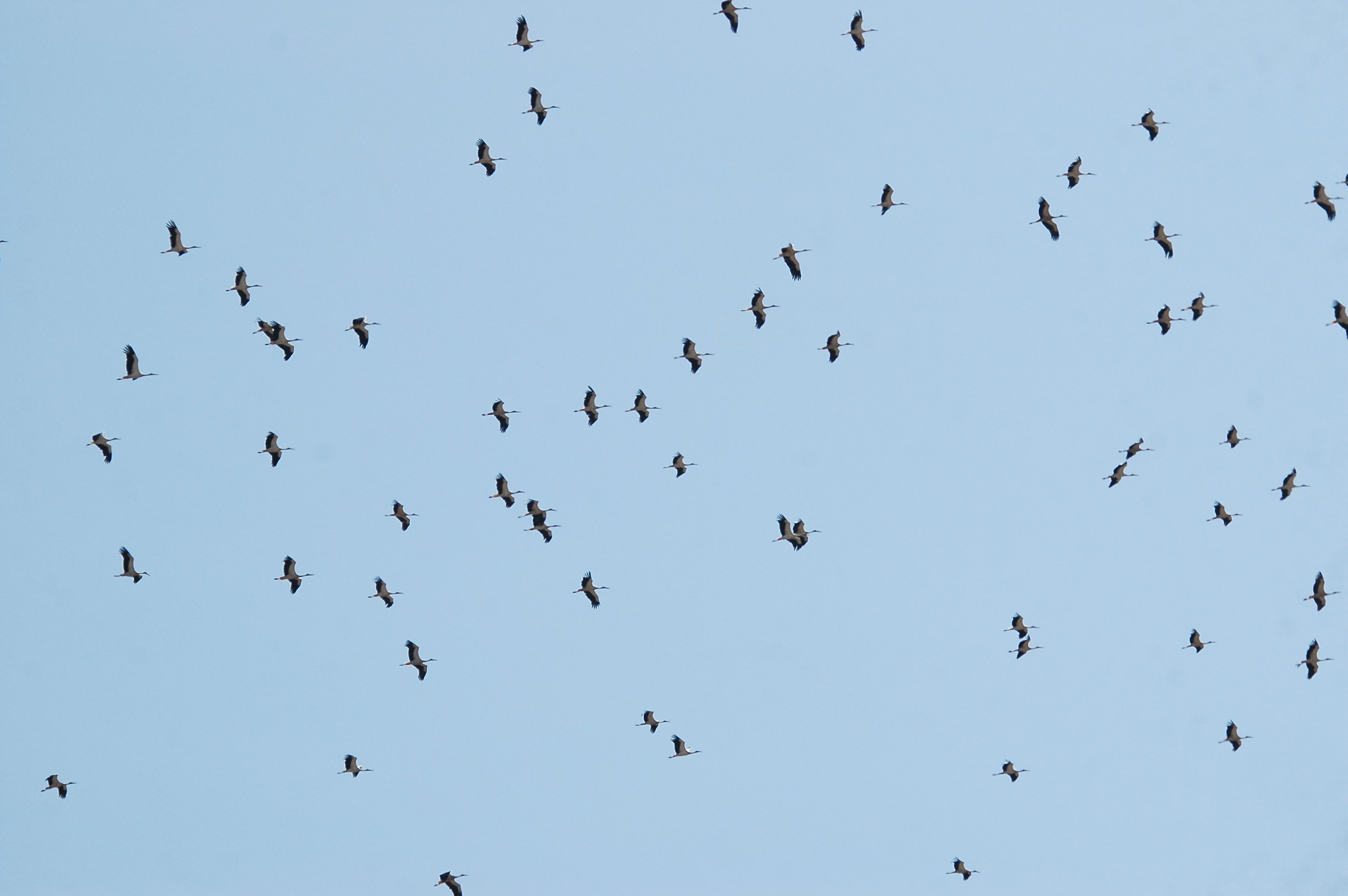photos/wildlife/Bird_Species/024-Storks/0379-White_Stork/20090921-Spain-16.jpg