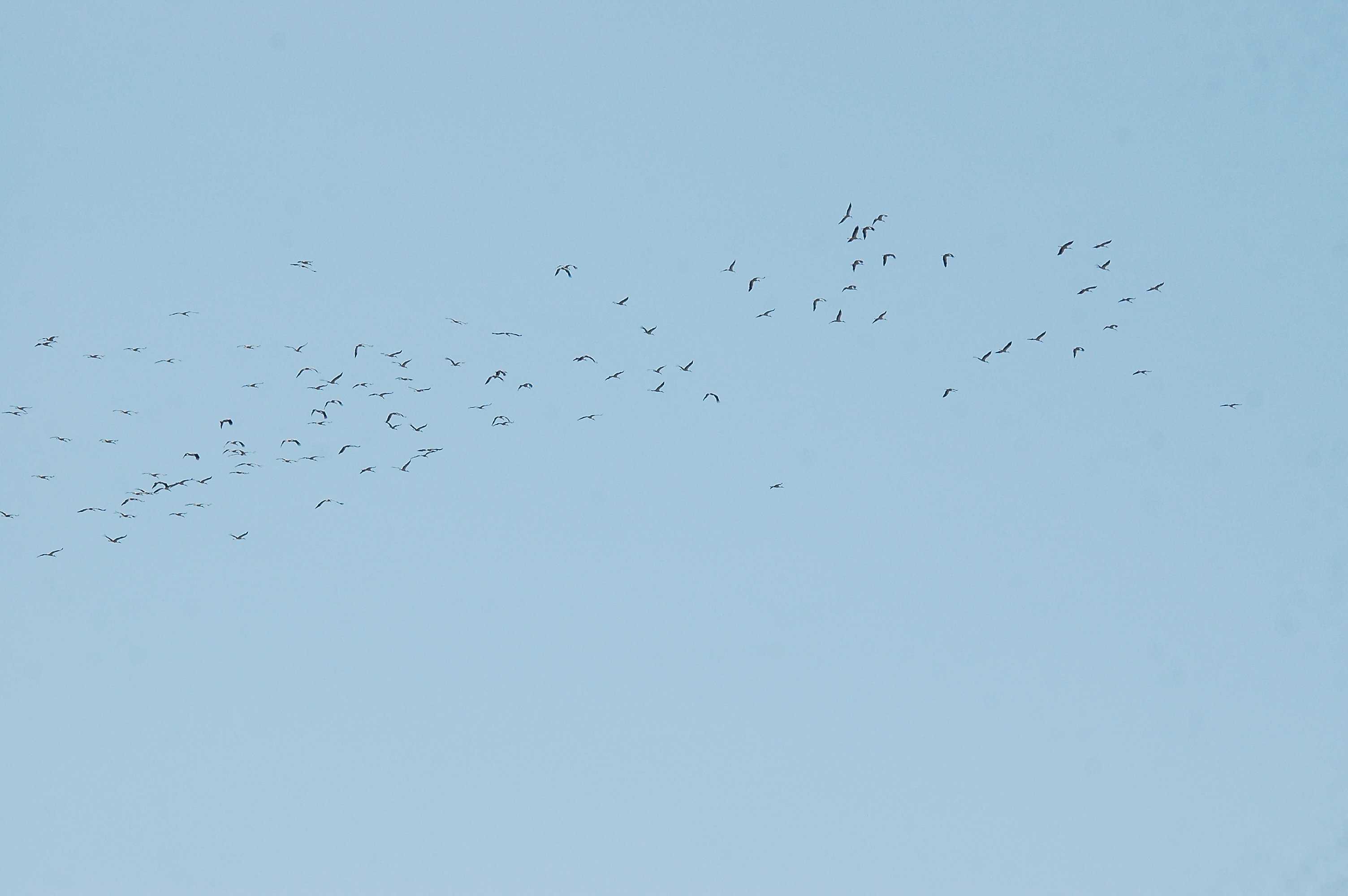 photos/wildlife/Bird_Species/024-Storks/0379-White_Stork/20090921-Spain-17.jpg