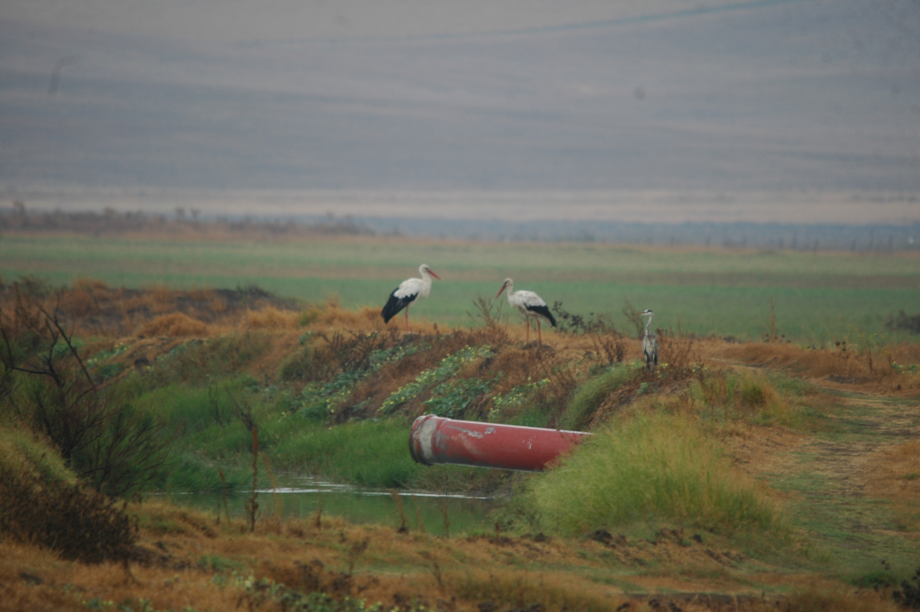 photos/wildlife/Bird_Species/024-Storks/0379-White_Stork/20090926-Spain-01.jpg