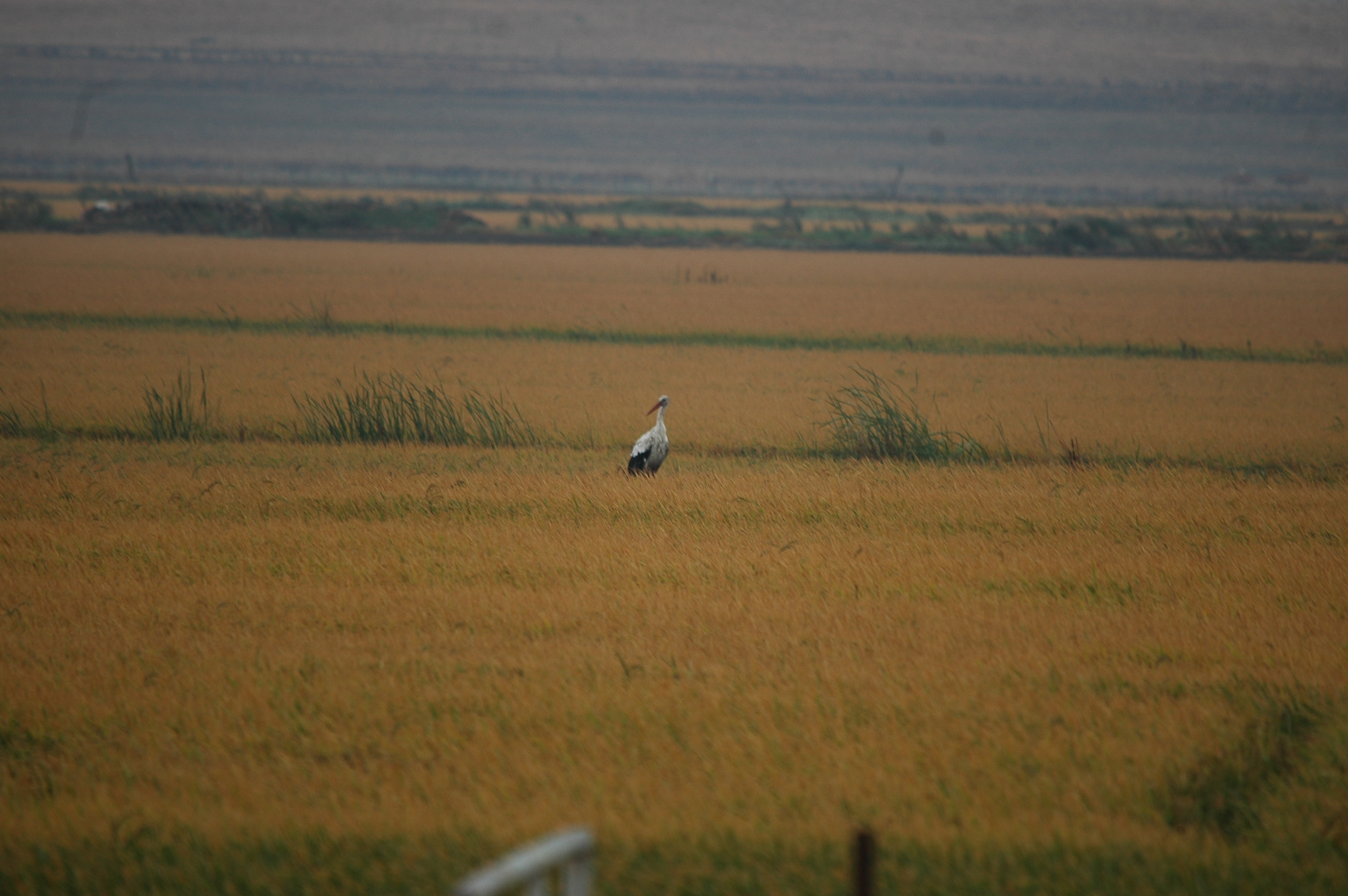 photos/wildlife/Bird_Species/024-Storks/0379-White_Stork/20090926-Spain-02.jpg