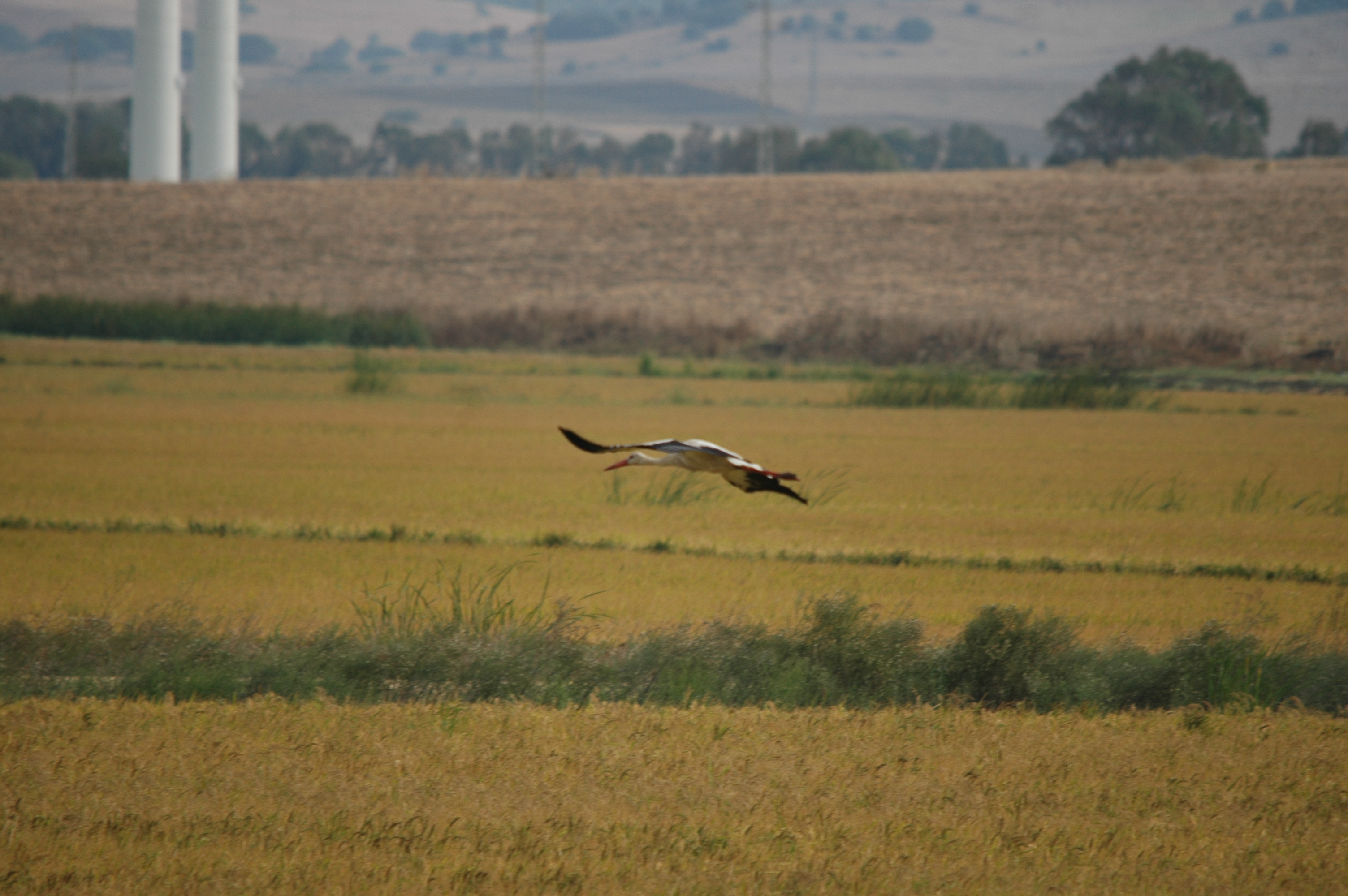 photos/wildlife/Bird_Species/024-Storks/0379-White_Stork/20090926-Spain-03.jpg