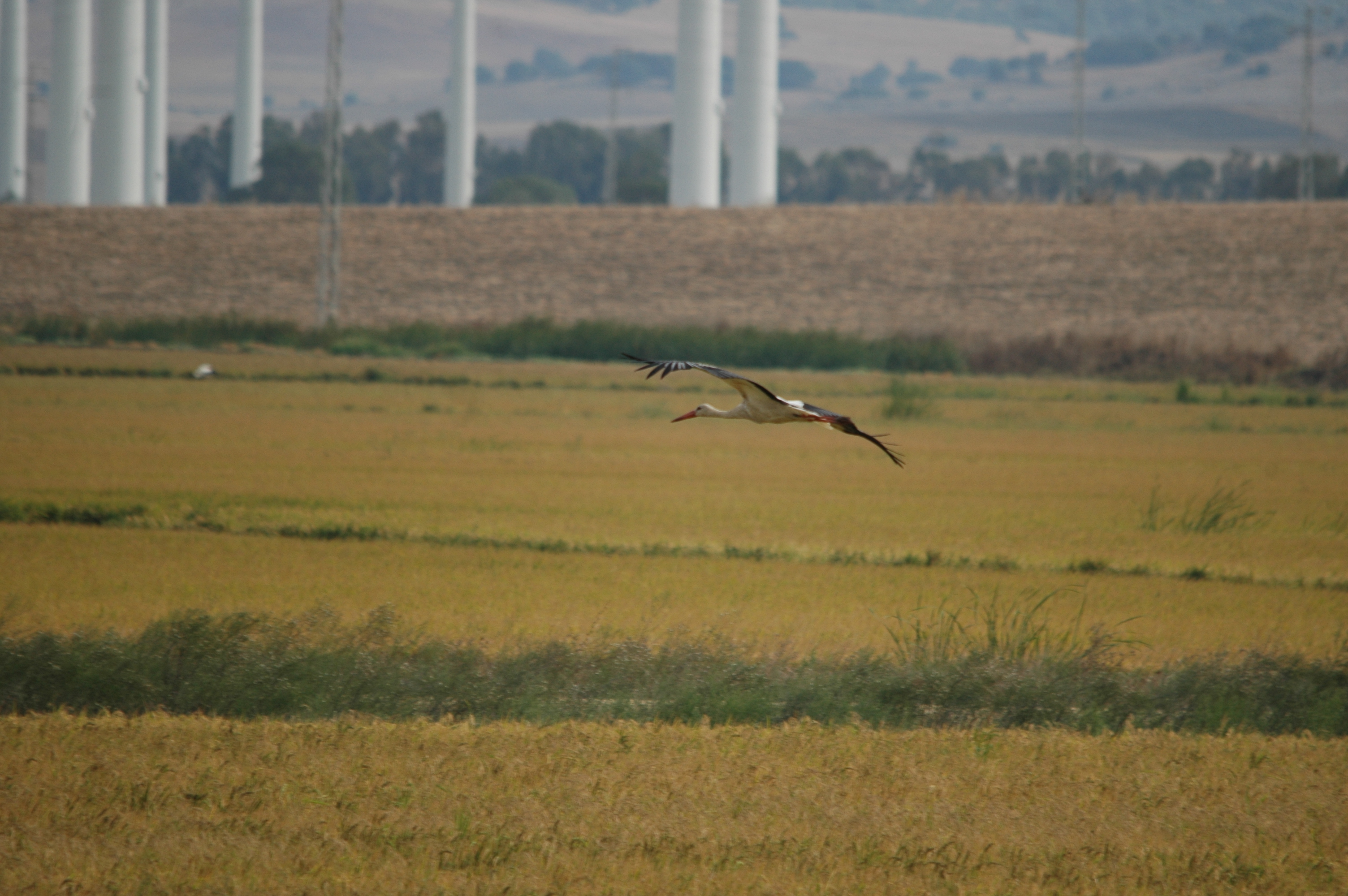 photos/wildlife/Bird_Species/024-Storks/0379-White_Stork/20090926-Spain-04.jpg