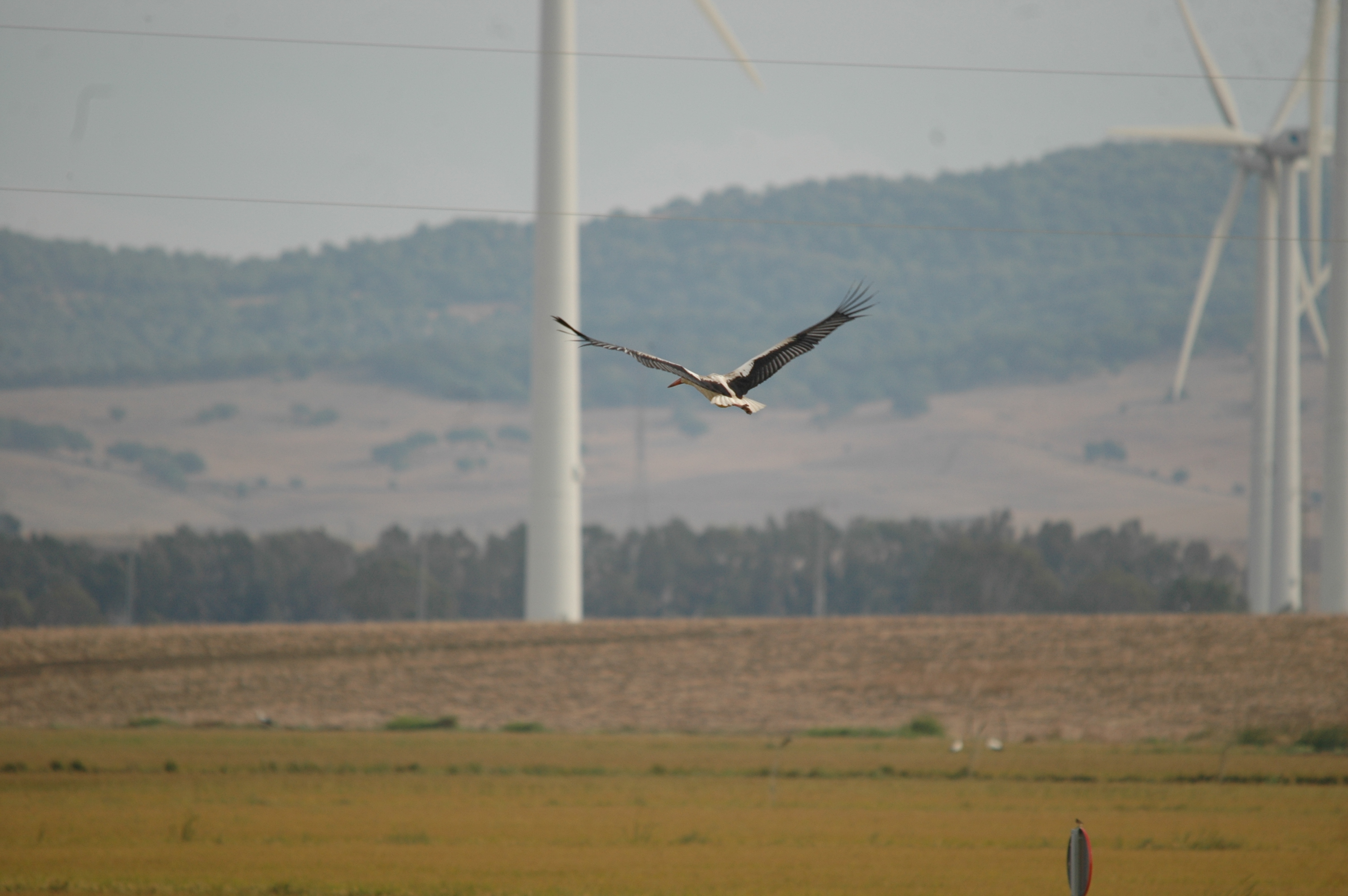 photos/wildlife/Bird_Species/024-Storks/0379-White_Stork/20090926-Spain-05.jpg