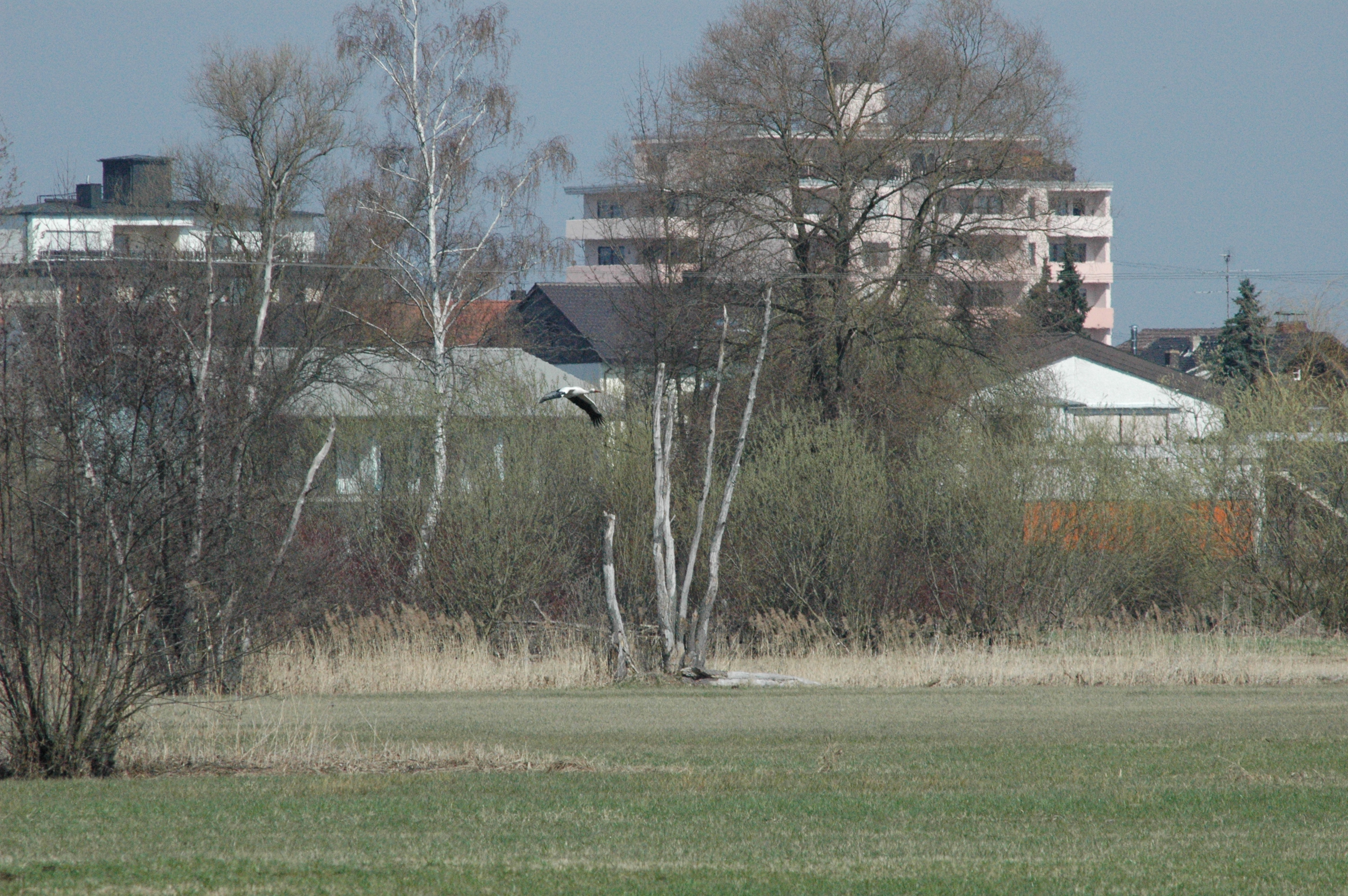 photos/wildlife/Bird_Species/024-Storks/0379-White_Stork/DSC_0099.JPG