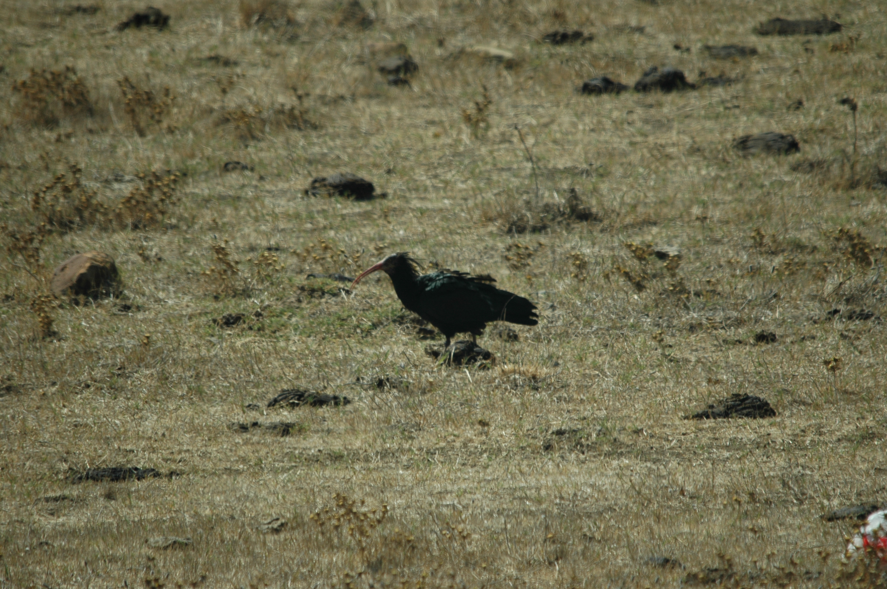 photos/wildlife/Bird_Species/025-Ibises-Spoonbills/0394-Northern_Bald_Ibis/20090923-Spain-01.jpg