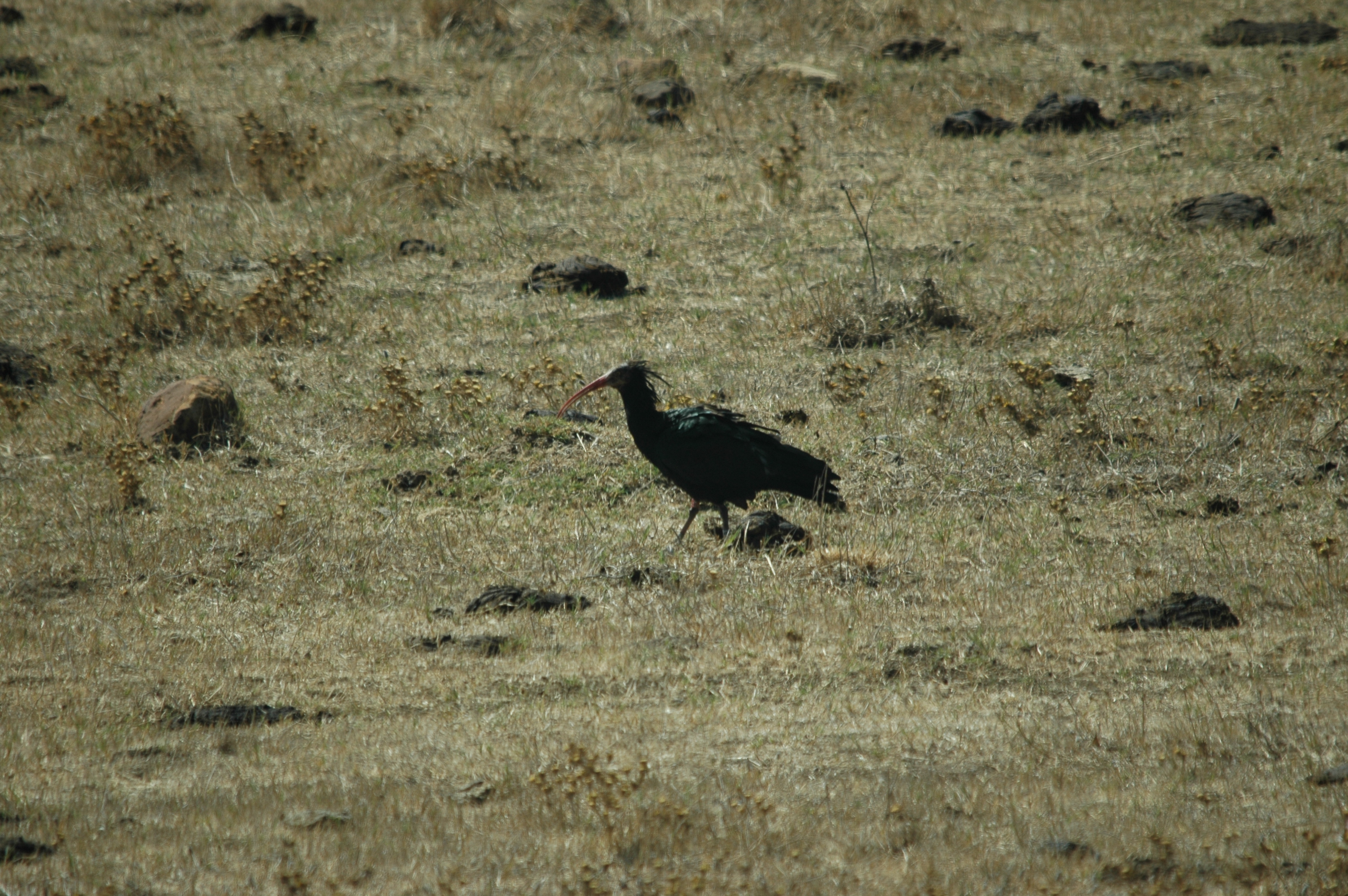 photos/wildlife/Bird_Species/025-Ibises-Spoonbills/0394-Northern_Bald_Ibis/20090923-Spain-02.jpg