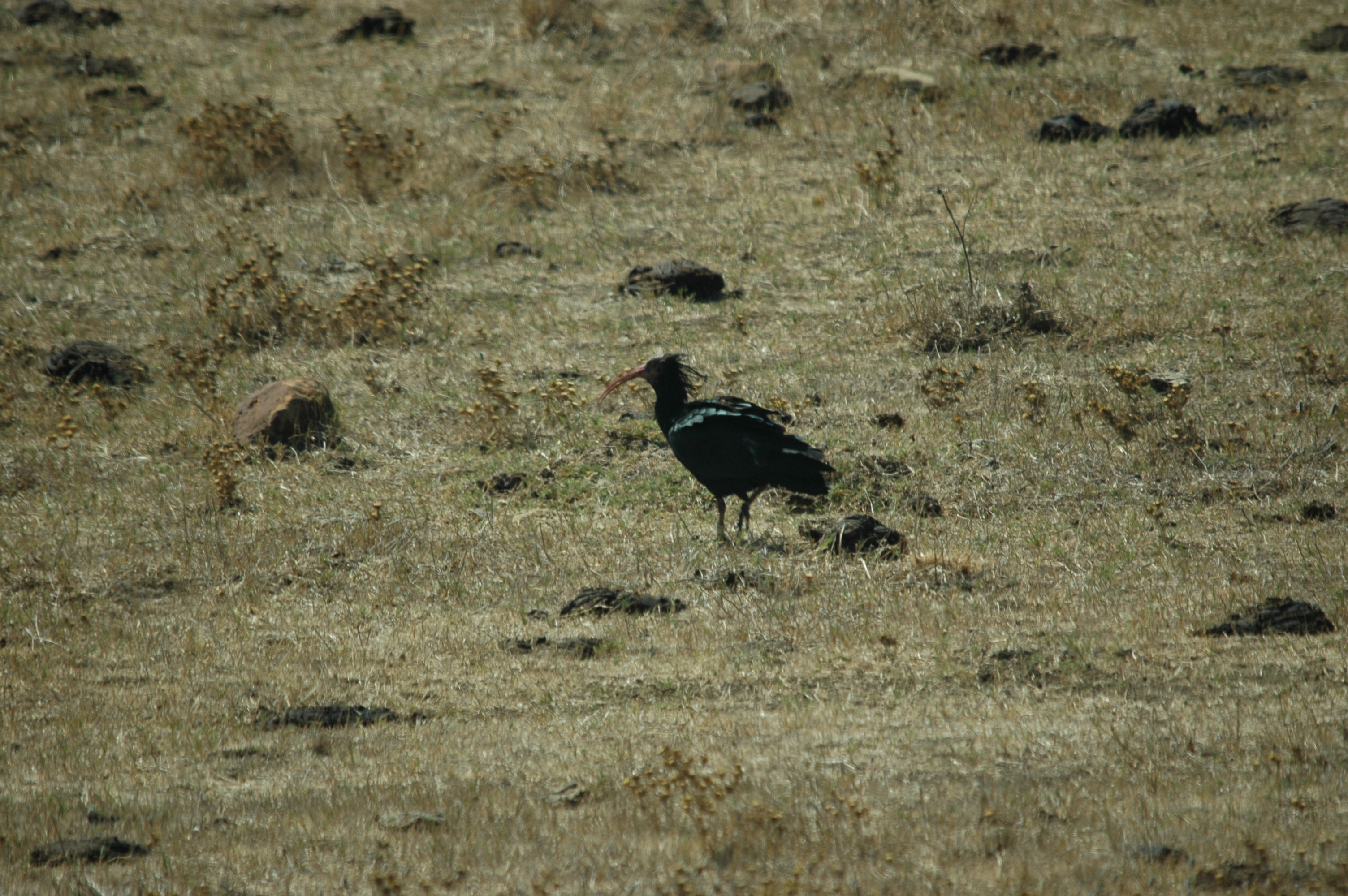 photos/wildlife/Bird_Species/025-Ibises-Spoonbills/0394-Northern_Bald_Ibis/20090923-Spain-04.jpg
