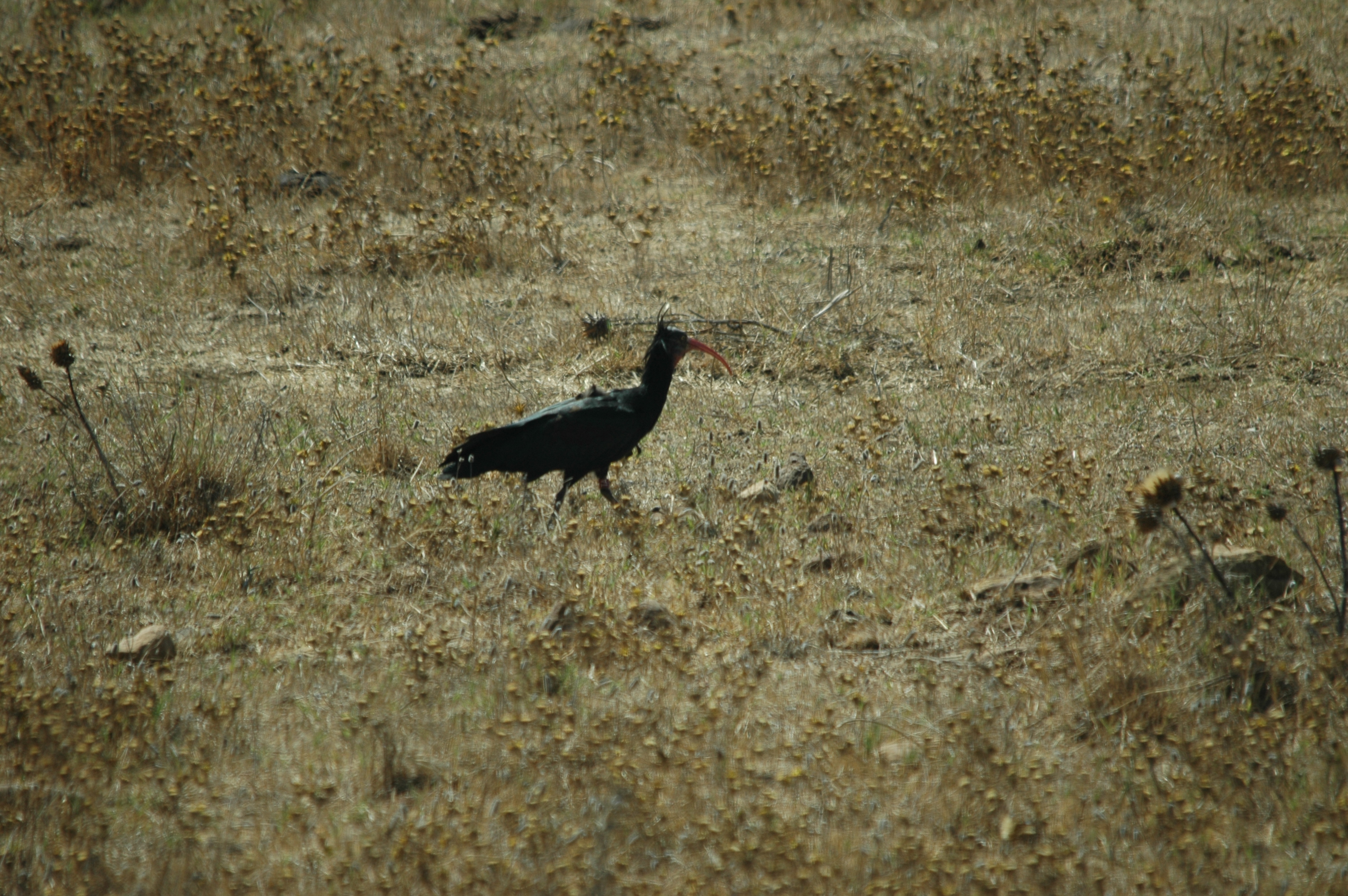 photos/wildlife/Bird_Species/025-Ibises-Spoonbills/0394-Northern_Bald_Ibis/20090923-Spain-05.jpg