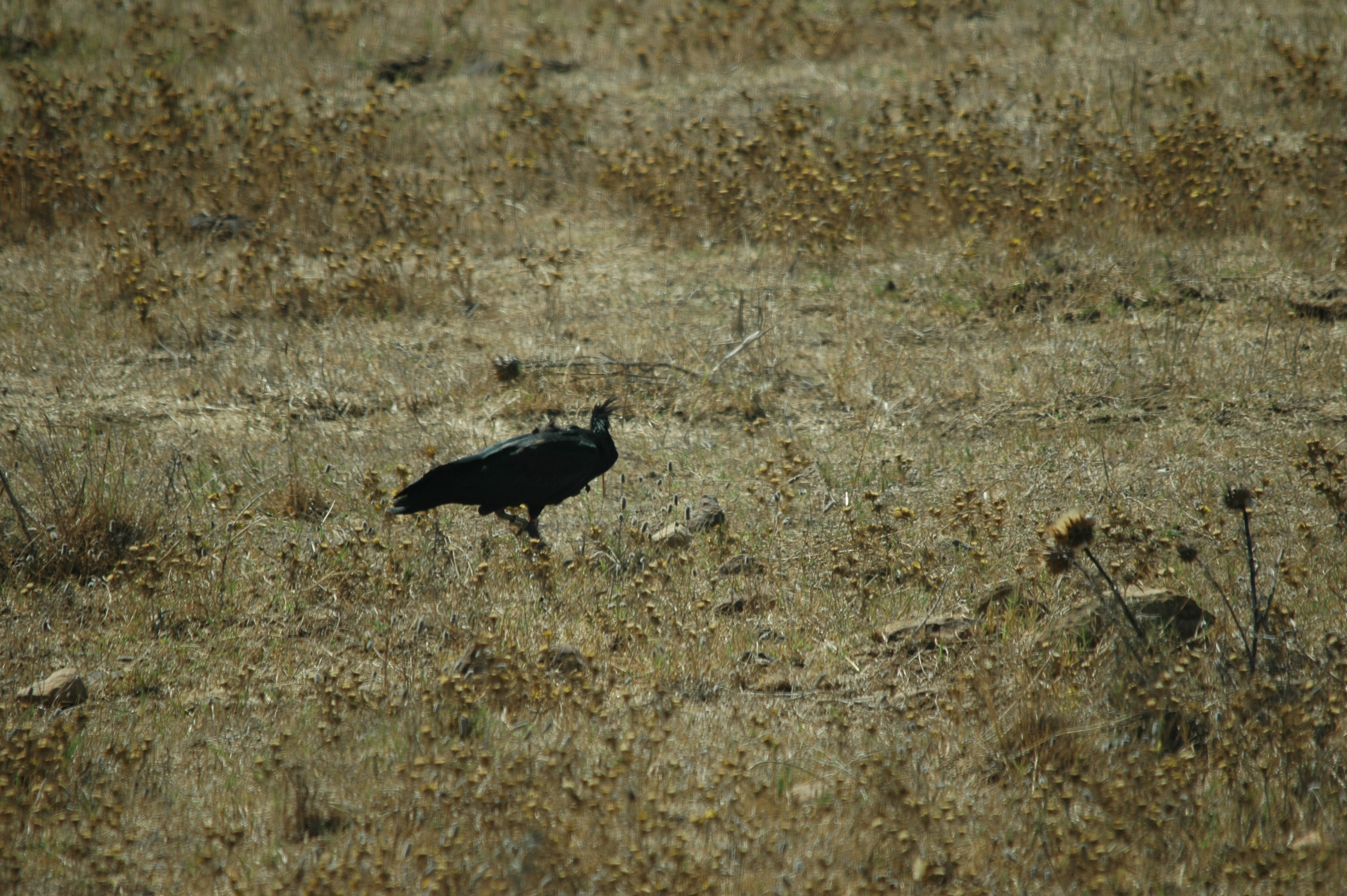 photos/wildlife/Bird_Species/025-Ibises-Spoonbills/0394-Northern_Bald_Ibis/20090923-Spain-06.jpg