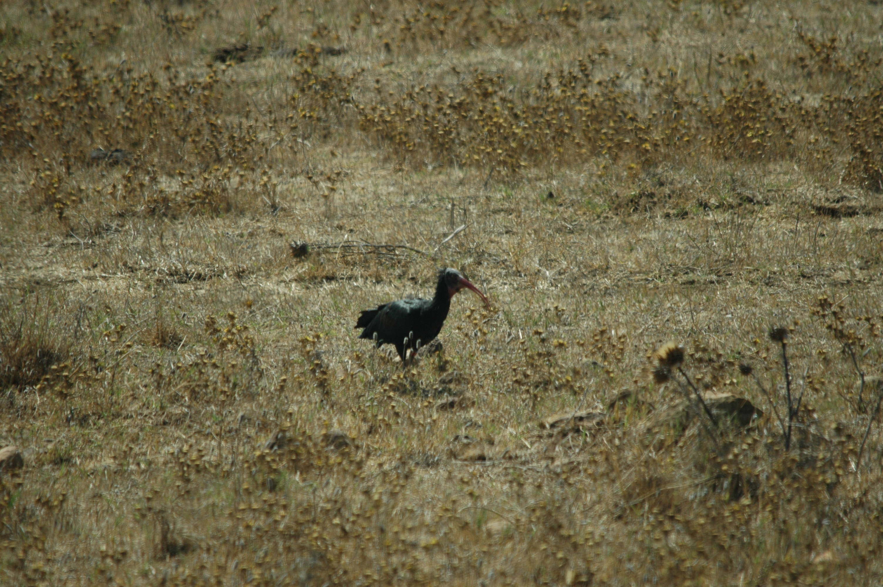 photos/wildlife/Bird_Species/025-Ibises-Spoonbills/0394-Northern_Bald_Ibis/20090923-Spain-07.jpg