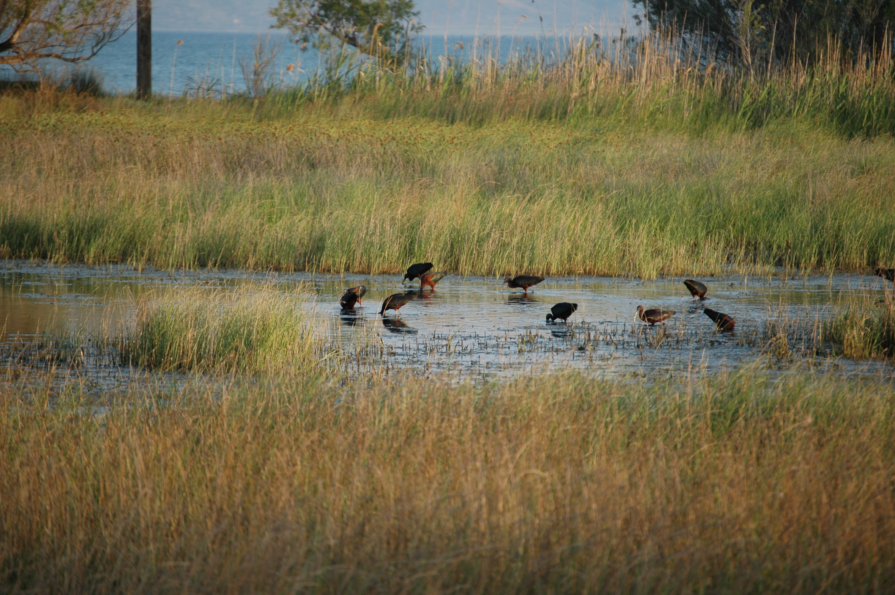 photos/wildlife/Bird_Species/025-Ibises-Spoonbills/0411-Glossy_Ibis/20060424-Lesvos-01.jpg