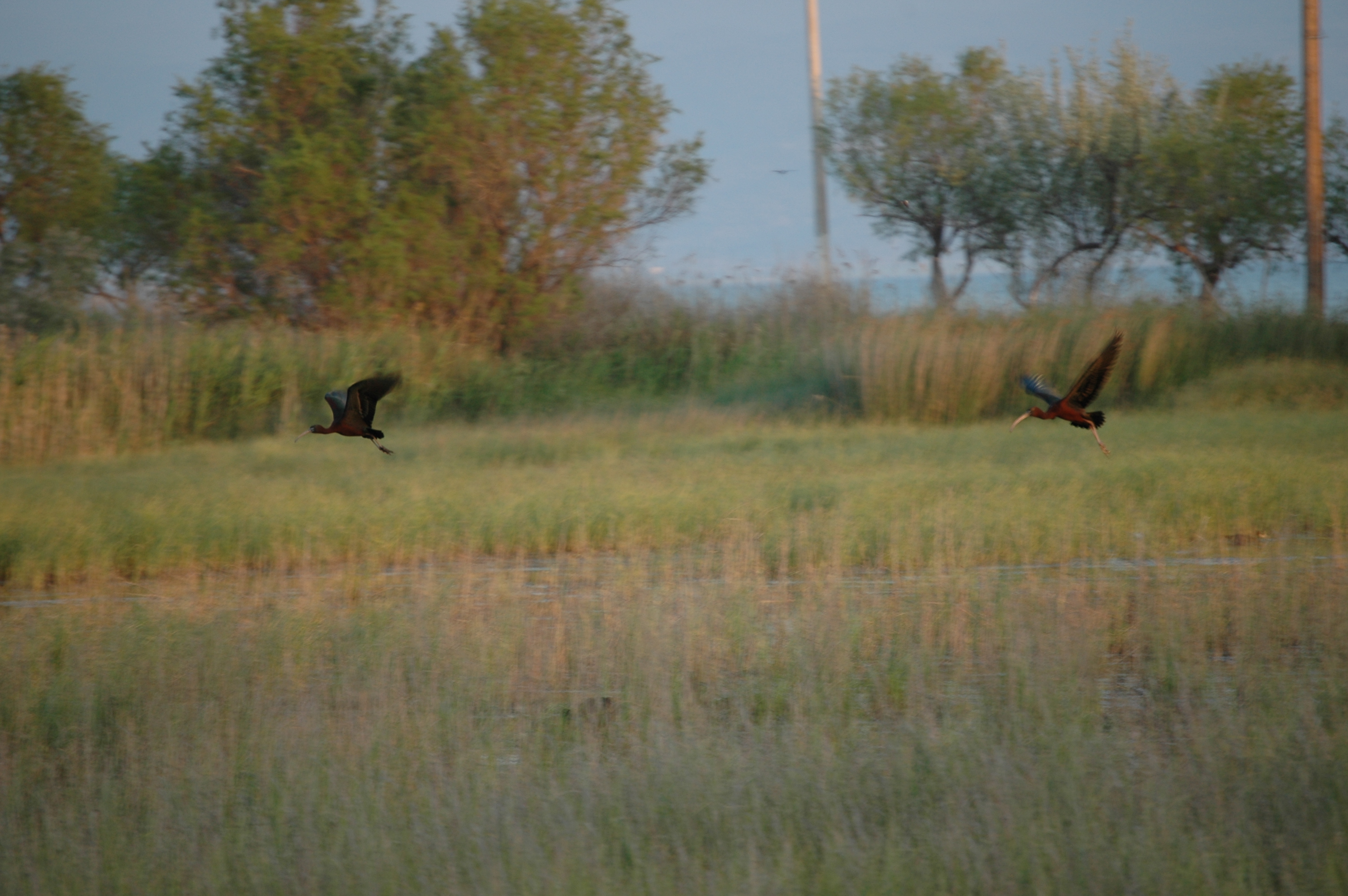 photos/wildlife/Bird_Species/025-Ibises-Spoonbills/0411-Glossy_Ibis/20060424-Lesvos-02.jpg