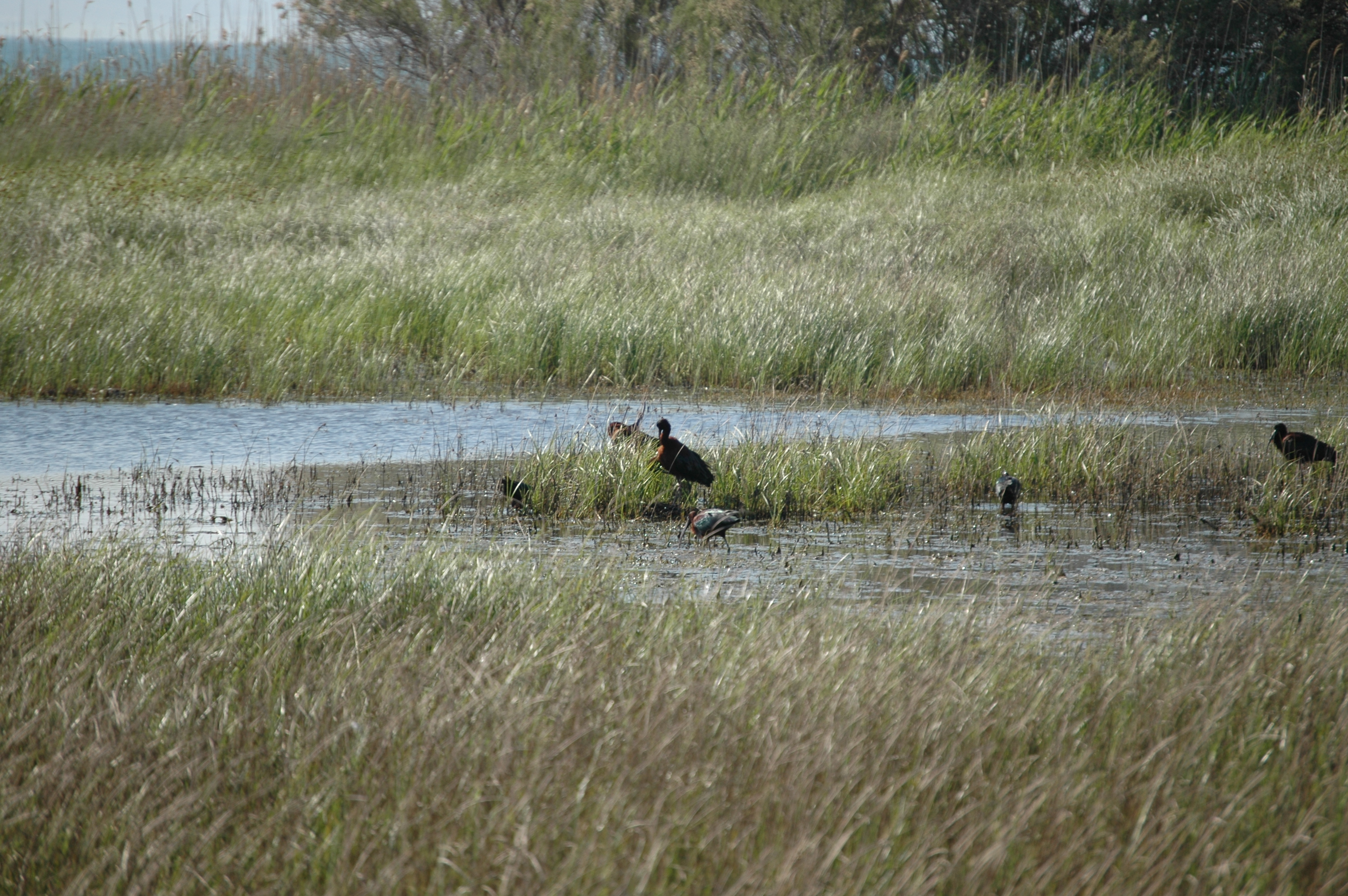 photos/wildlife/Bird_Species/025-Ibises-Spoonbills/0411-Glossy_Ibis/20060424-Lesvos-03.jpg