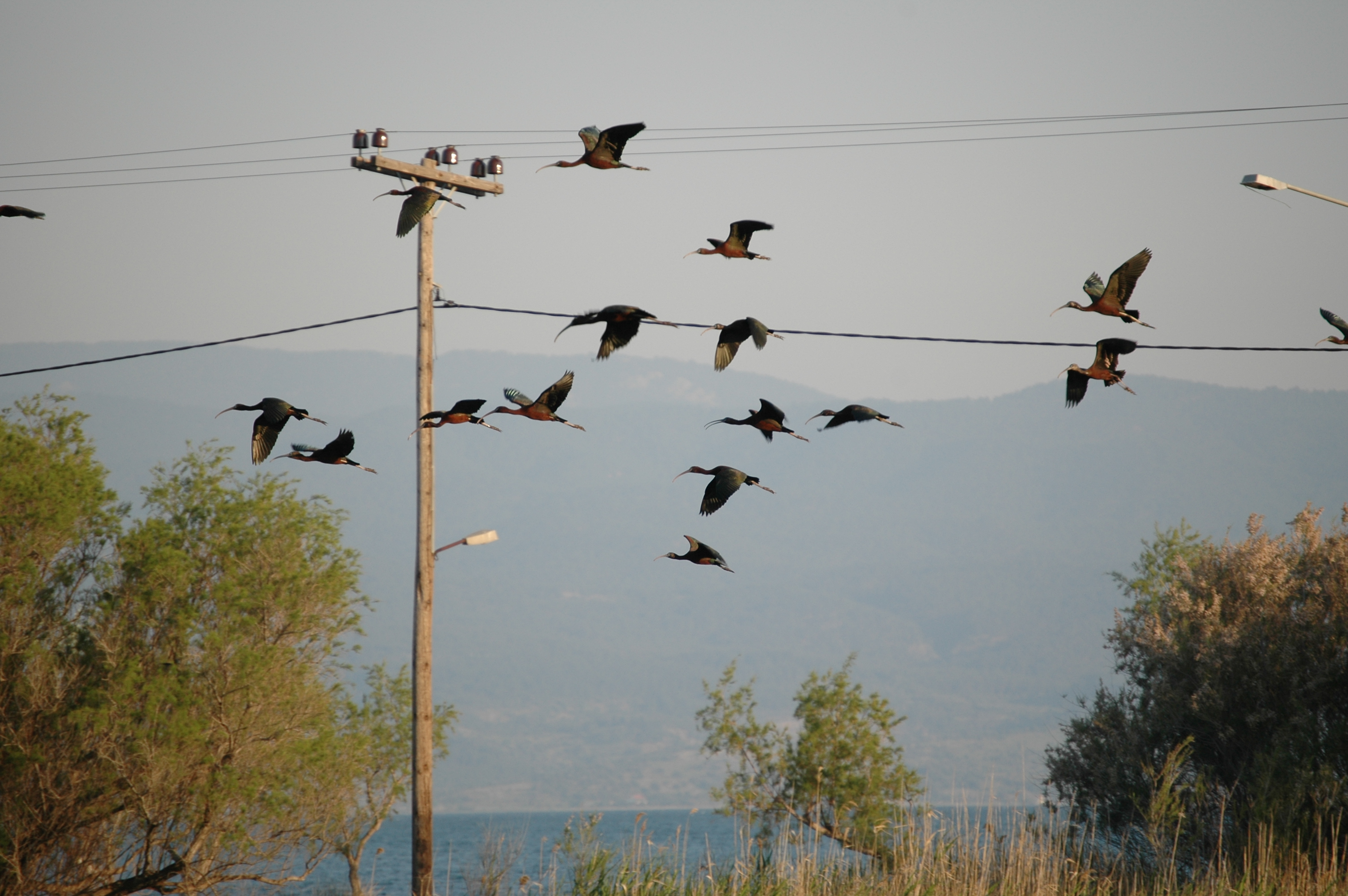 photos/wildlife/Bird_Species/025-Ibises-Spoonbills/0411-Glossy_Ibis/20060424-Lesvos-04.jpg