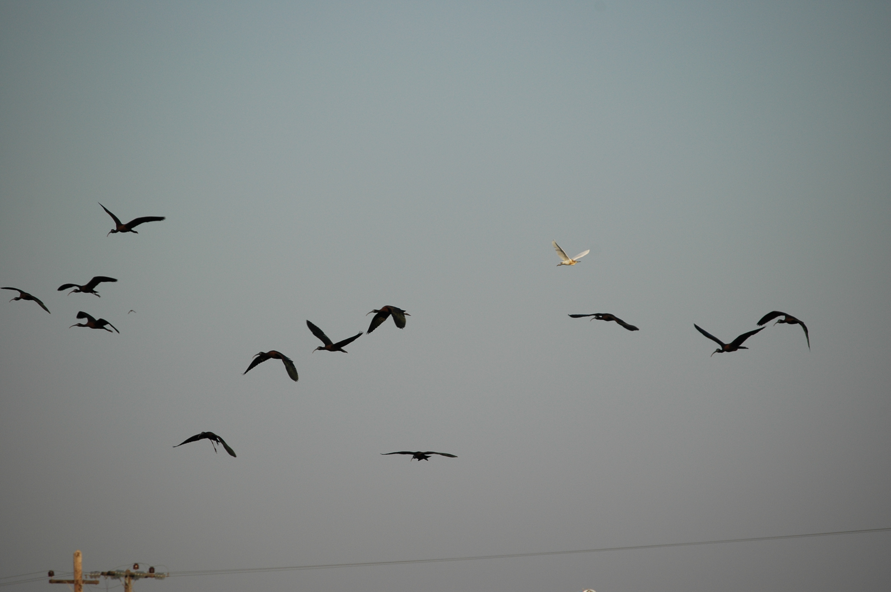 photos/wildlife/Bird_Species/025-Ibises-Spoonbills/0411-Glossy_Ibis/20060424-Lesvos-05.jpg