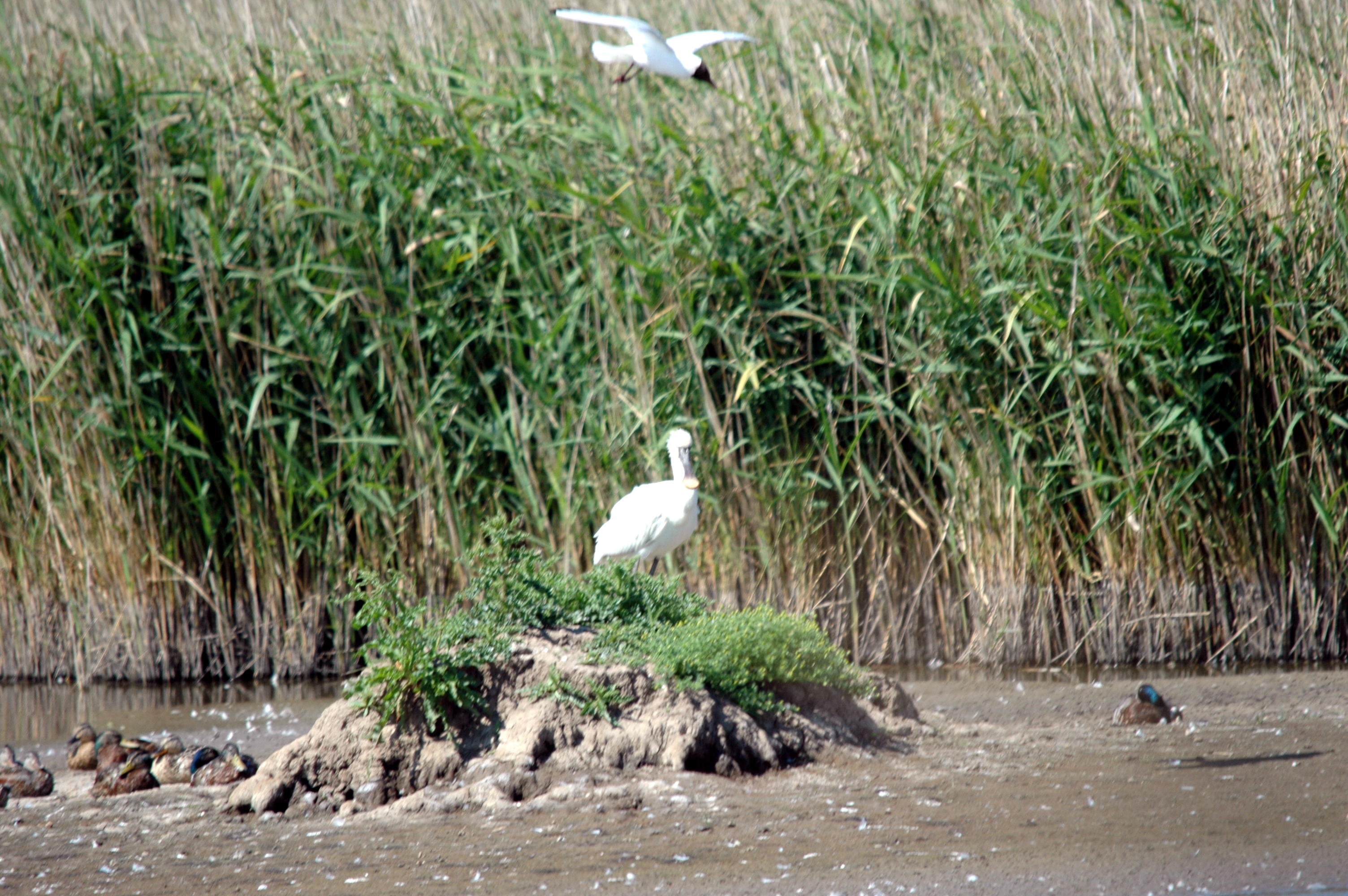 photos/wildlife/Bird_Species/025-Ibises-Spoonbills/0415-Eurasian_Spoonbill/20090623-Blacktoft-01.jpg