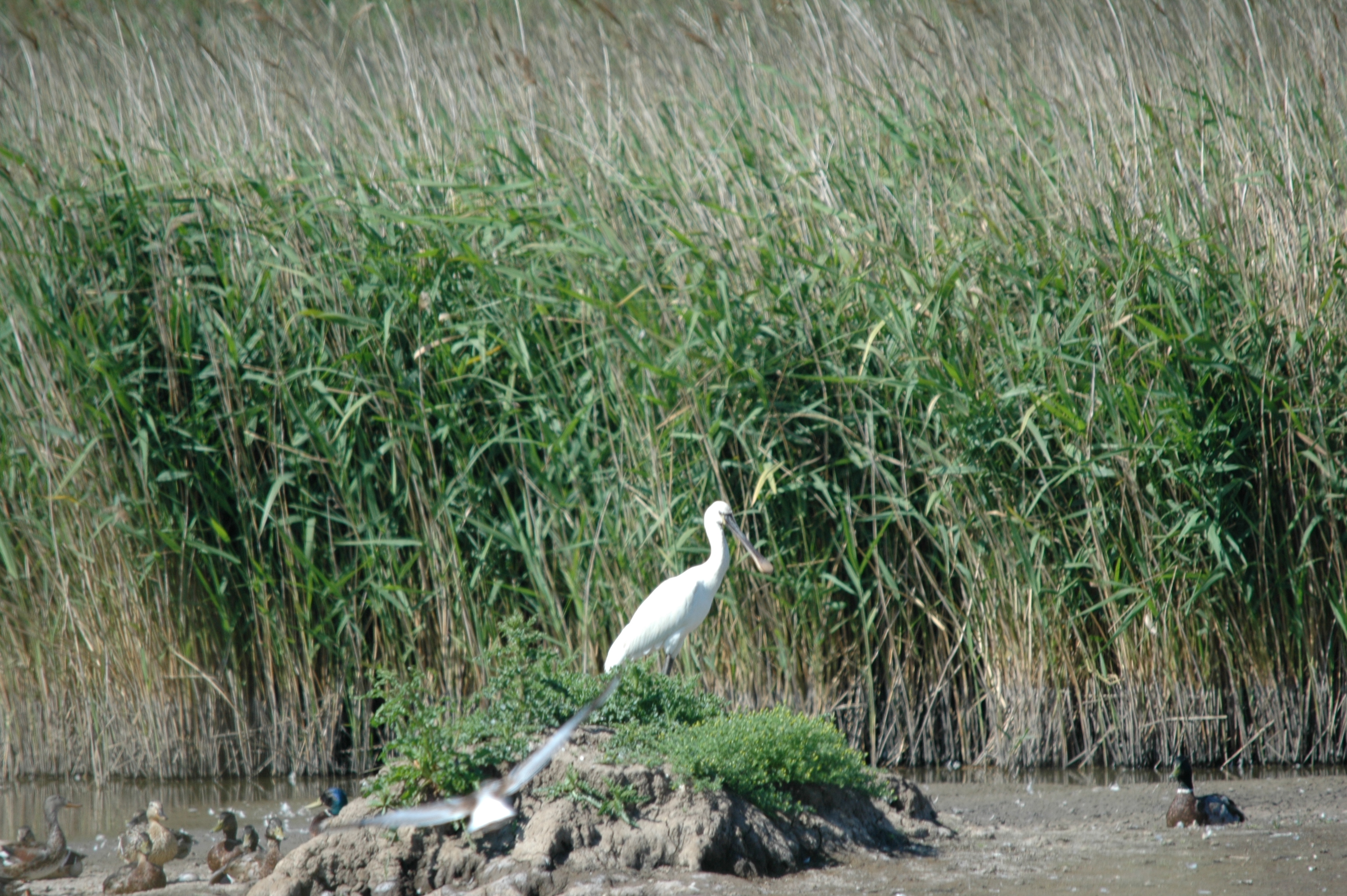 photos/wildlife/Bird_Species/025-Ibises-Spoonbills/0415-Eurasian_Spoonbill/20090623-Blacktoft-02.jpg