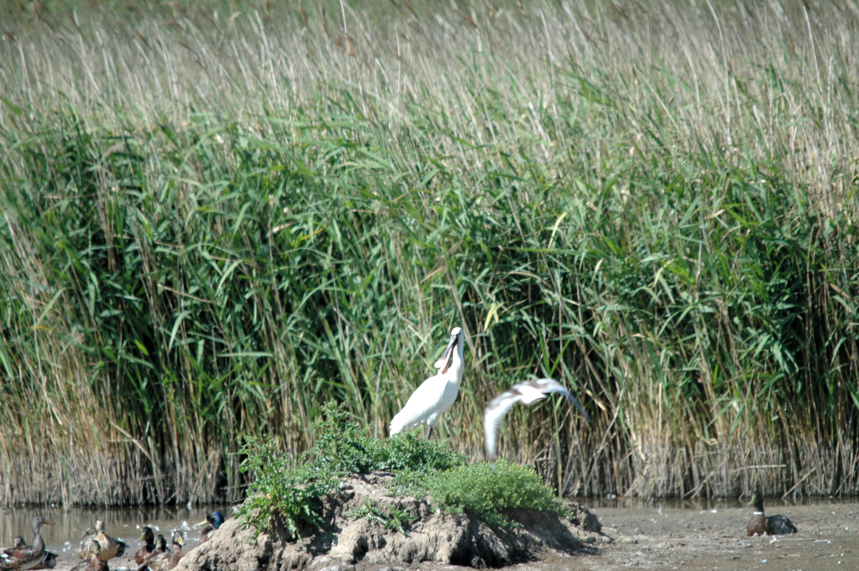 photos/wildlife/Bird_Species/025-Ibises-Spoonbills/0415-Eurasian_Spoonbill/20090623-Blacktoft-03.jpg