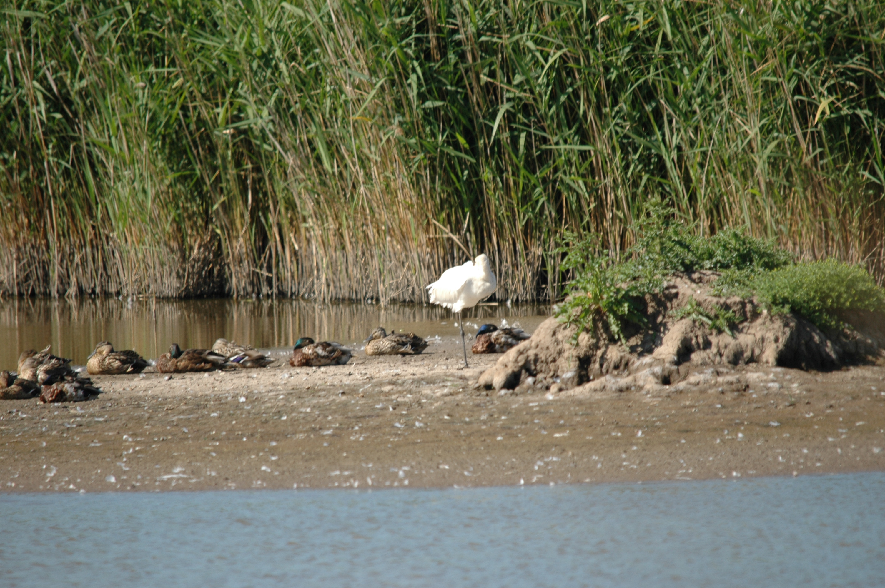 photos/wildlife/Bird_Species/025-Ibises-Spoonbills/0415-Eurasian_Spoonbill/20090623-Blacktoft-04.jpg