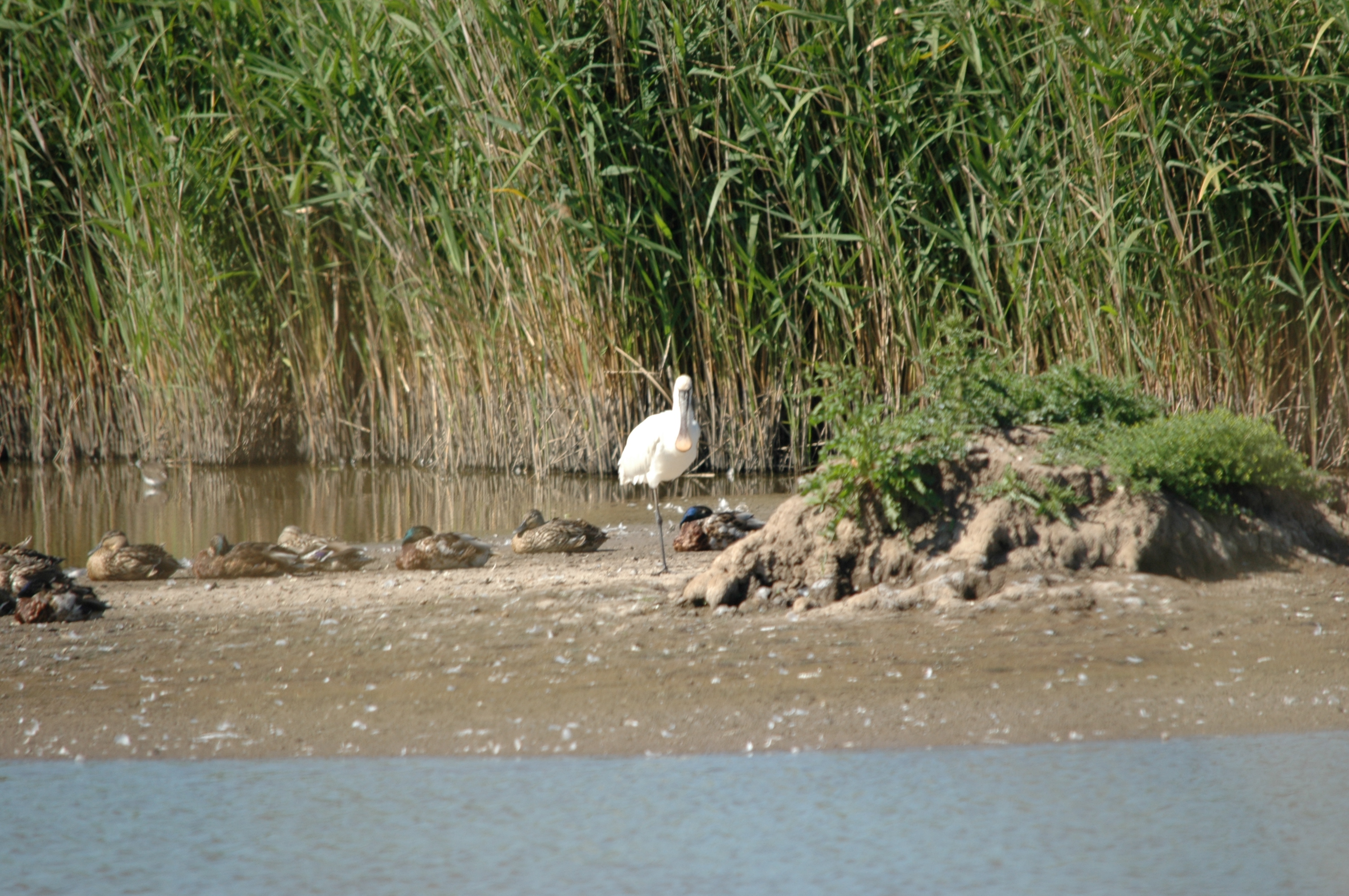 photos/wildlife/Bird_Species/025-Ibises-Spoonbills/0415-Eurasian_Spoonbill/20090623-Blacktoft-05.jpg