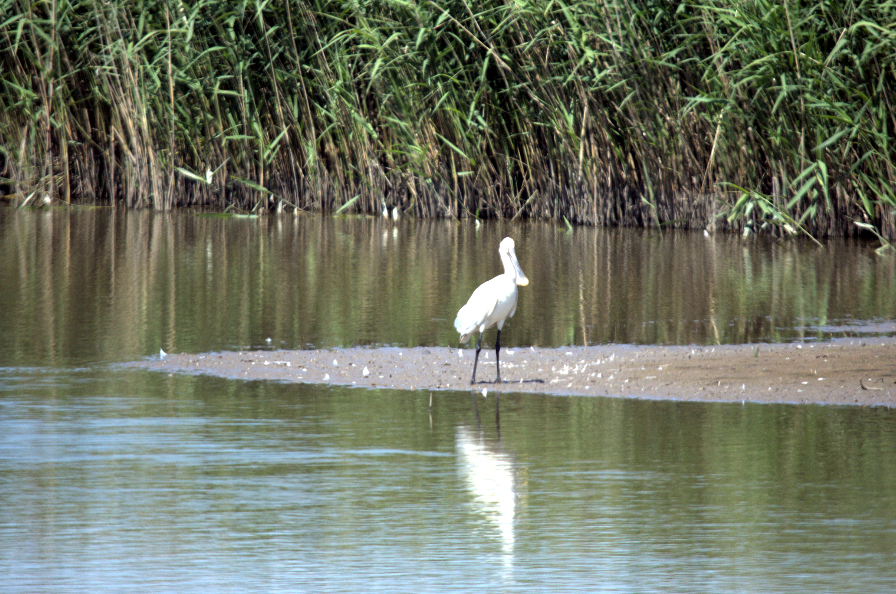 photos/wildlife/Bird_Species/025-Ibises-Spoonbills/0415-Eurasian_Spoonbill/DSC_2321.jpeg