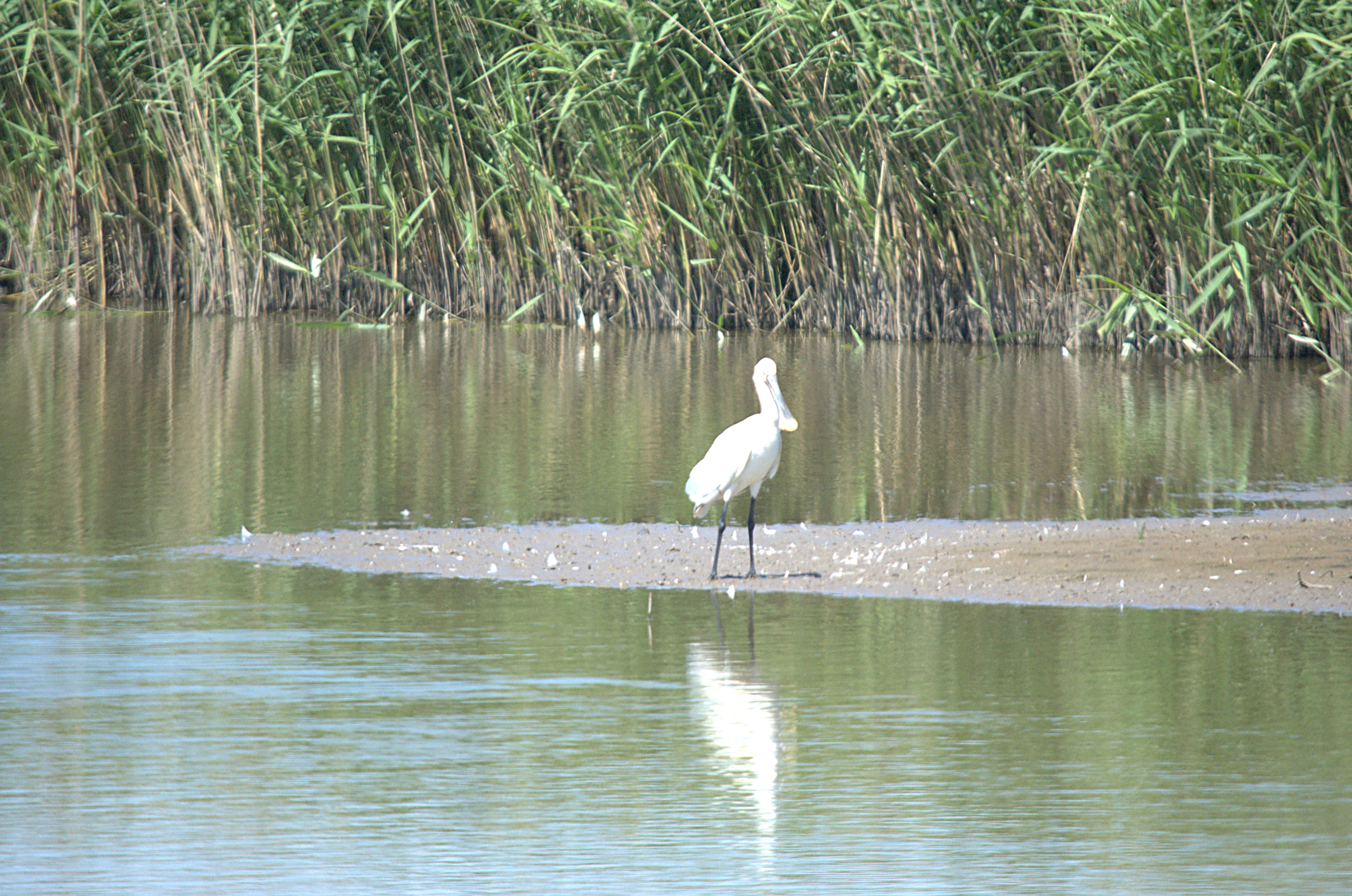 photos/wildlife/Bird_Species/025-Ibises-Spoonbills/0415-Eurasian_Spoonbill/DSC_2321.jpg
