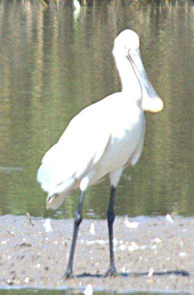 photos/wildlife/Bird_Species/025-Ibises-Spoonbills/0415-Eurasian_Spoonbill/DSC_2321_sm.jpeg