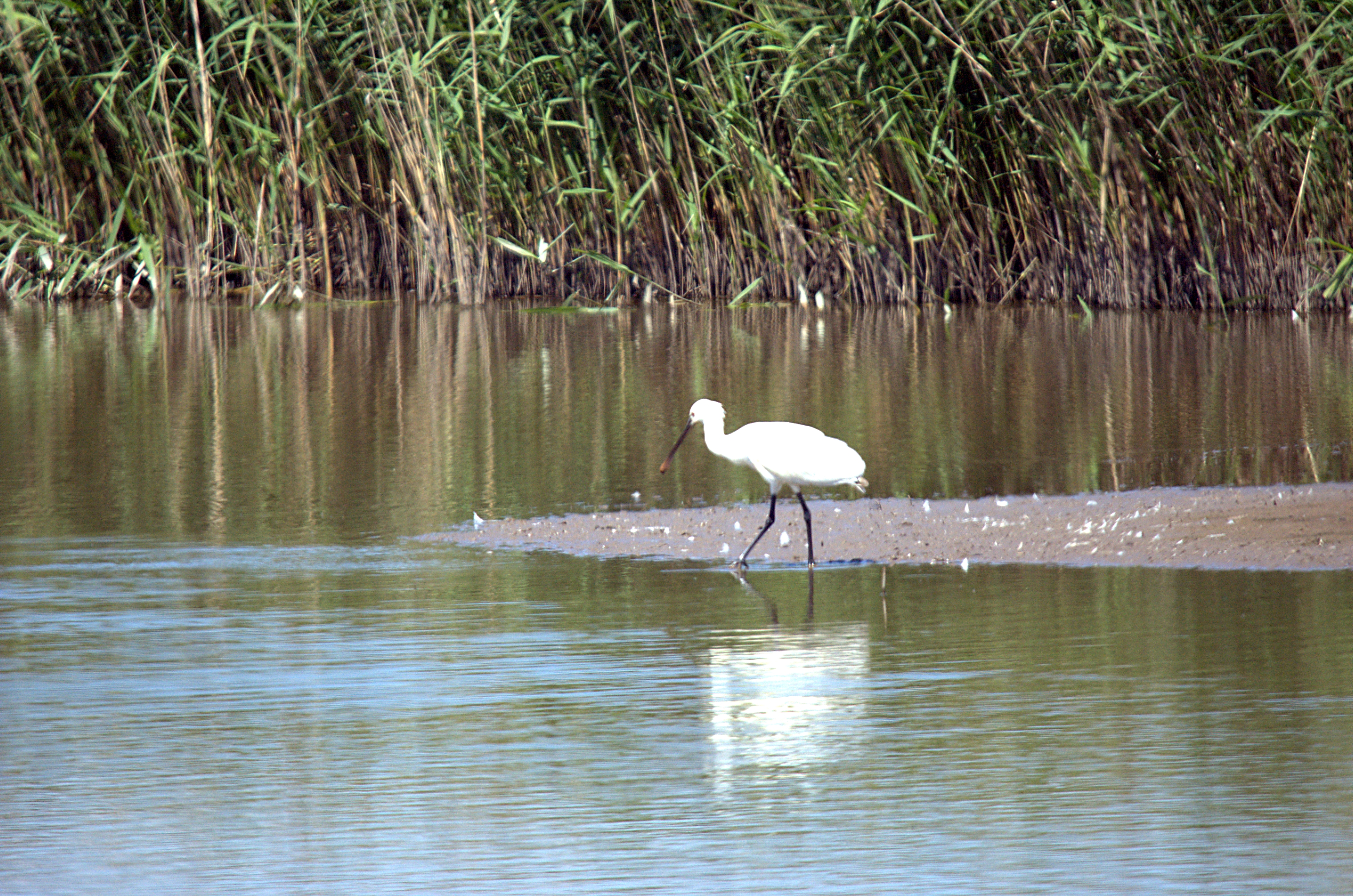 photos/wildlife/Bird_Species/025-Ibises-Spoonbills/0415-Eurasian_Spoonbill/DSC_2325.jpg