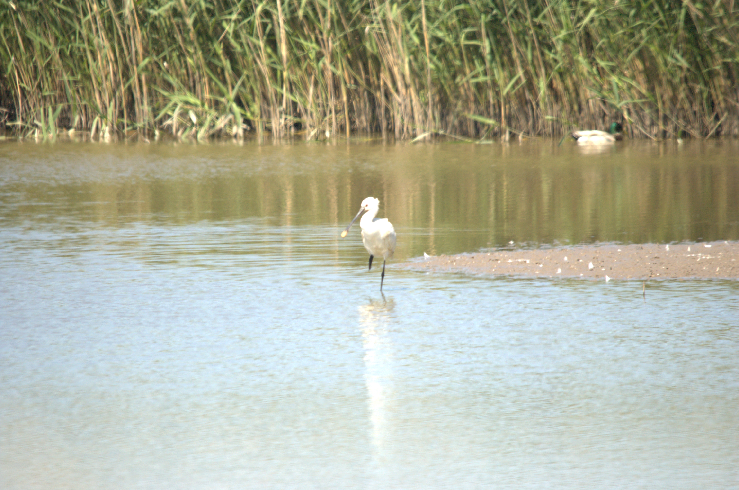 photos/wildlife/Bird_Species/025-Ibises-Spoonbills/0415-Eurasian_Spoonbill/DSC_2328.jpg