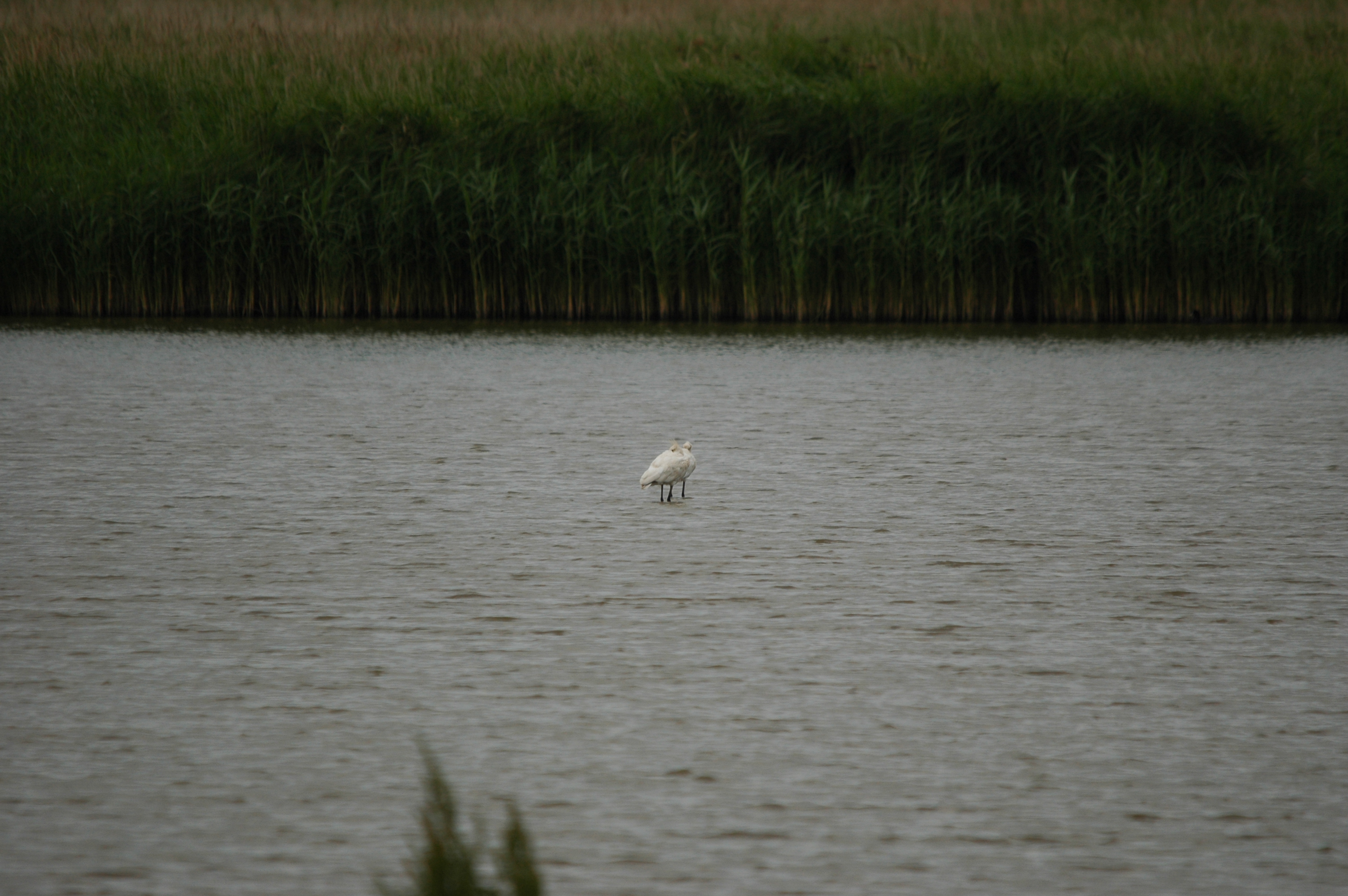 photos/wildlife/Bird_Species/025-Ibises-Spoonbills/0415-Eurasian_Spoonbill/DSC_6316.JPG