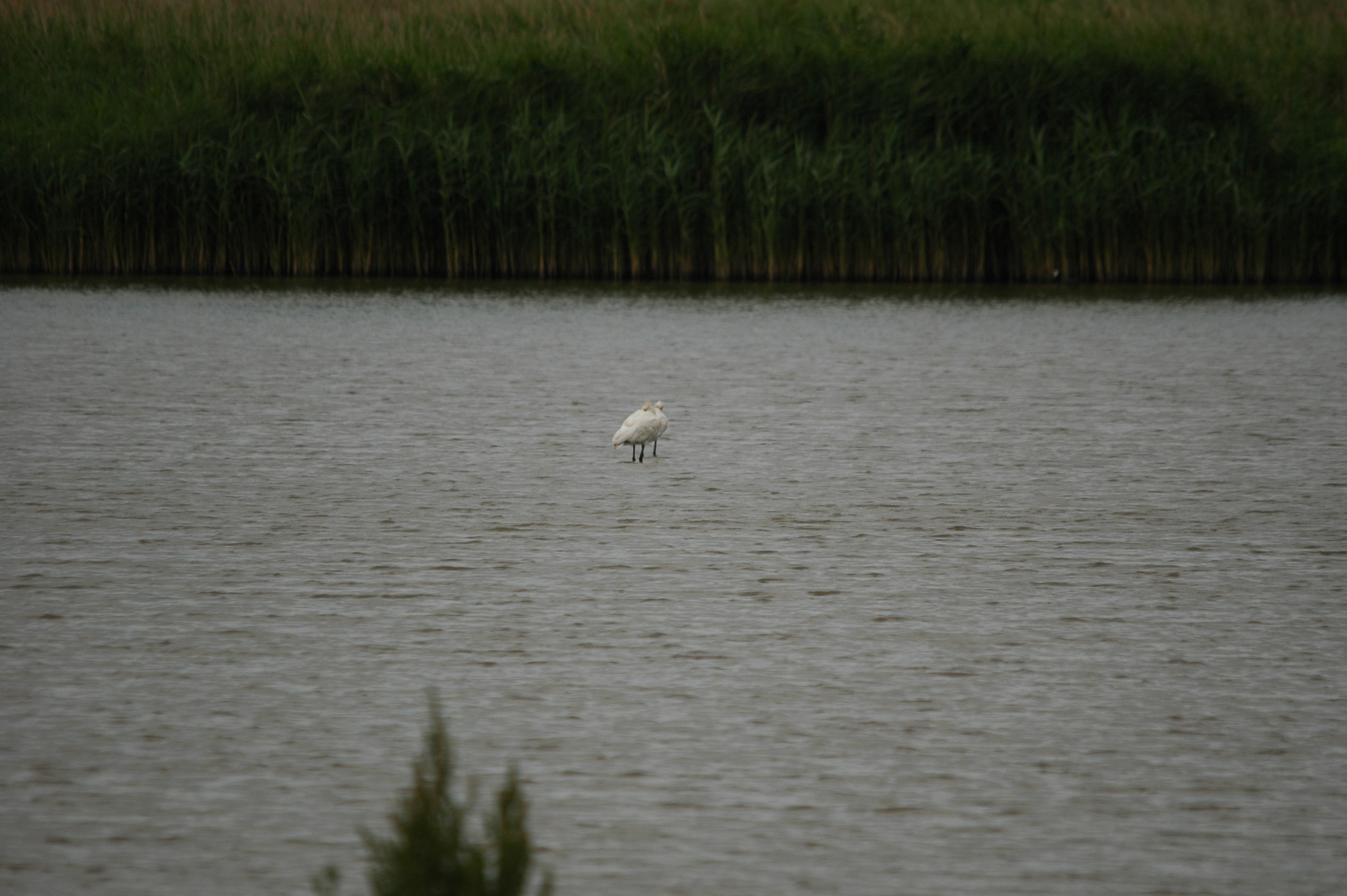 photos/wildlife/Bird_Species/025-Ibises-Spoonbills/0415-Eurasian_Spoonbill/DSC_6317.JPG