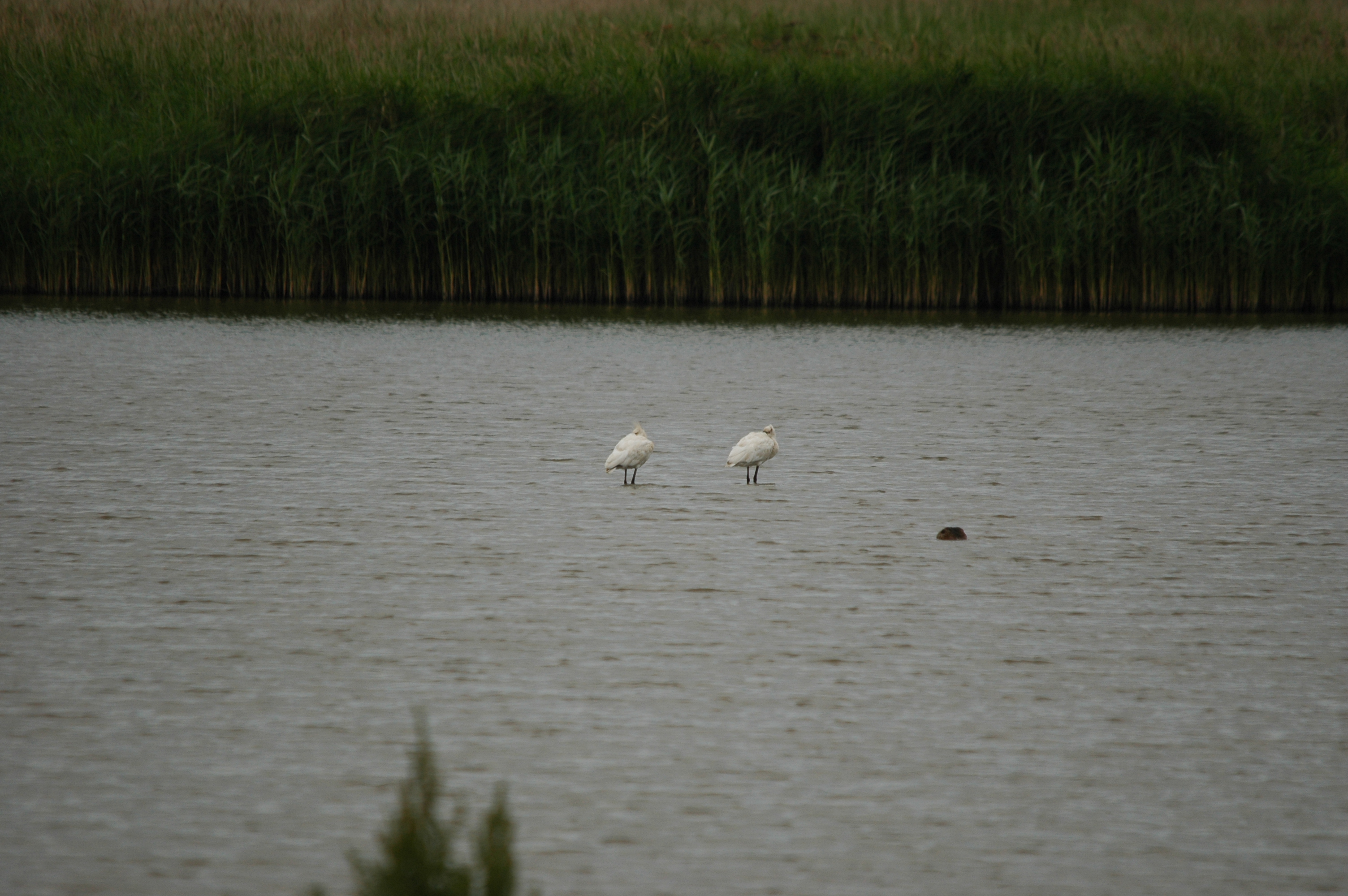 photos/wildlife/Bird_Species/025-Ibises-Spoonbills/0415-Eurasian_Spoonbill/DSC_6318.JPG
