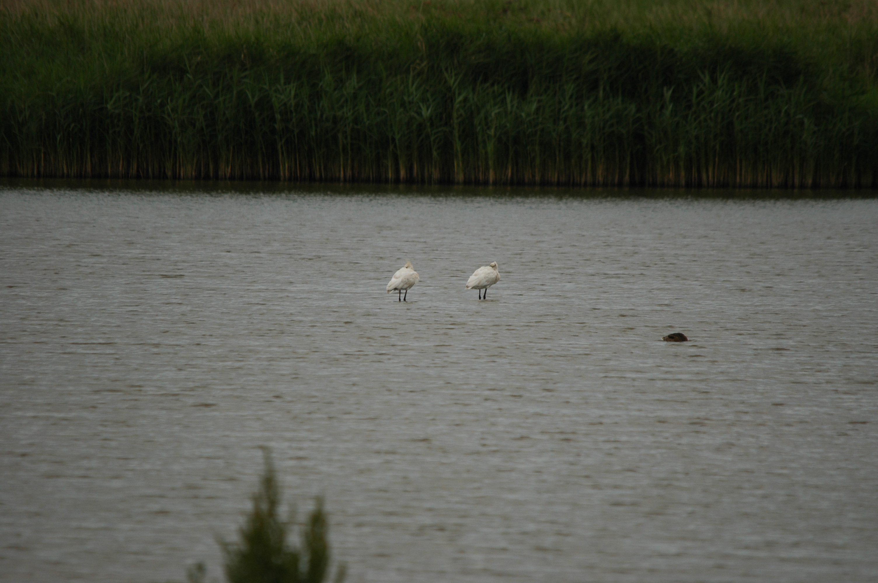 photos/wildlife/Bird_Species/025-Ibises-Spoonbills/0415-Eurasian_Spoonbill/DSC_6319.JPG
