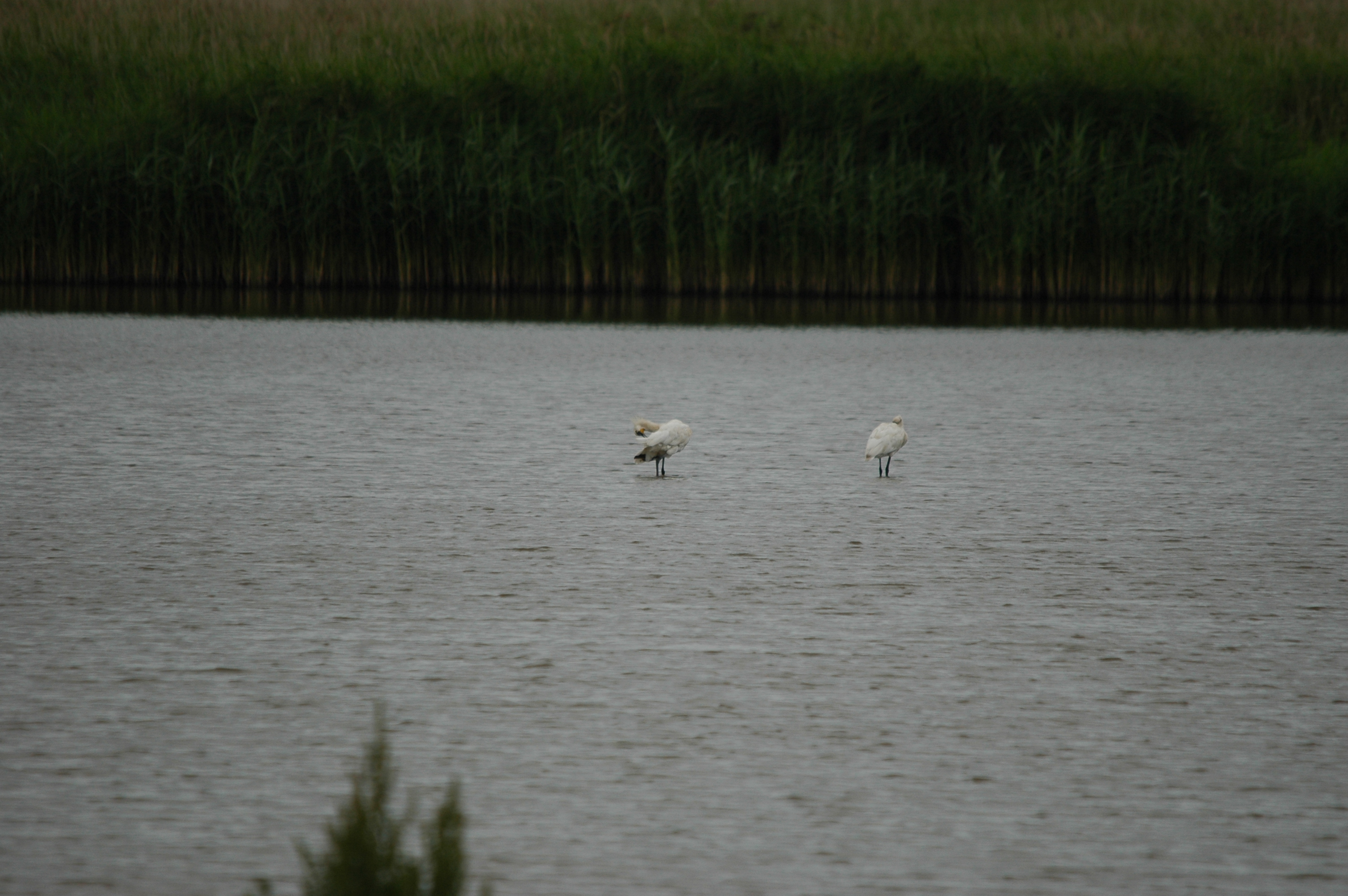 photos/wildlife/Bird_Species/025-Ibises-Spoonbills/0415-Eurasian_Spoonbill/DSC_6322.JPG