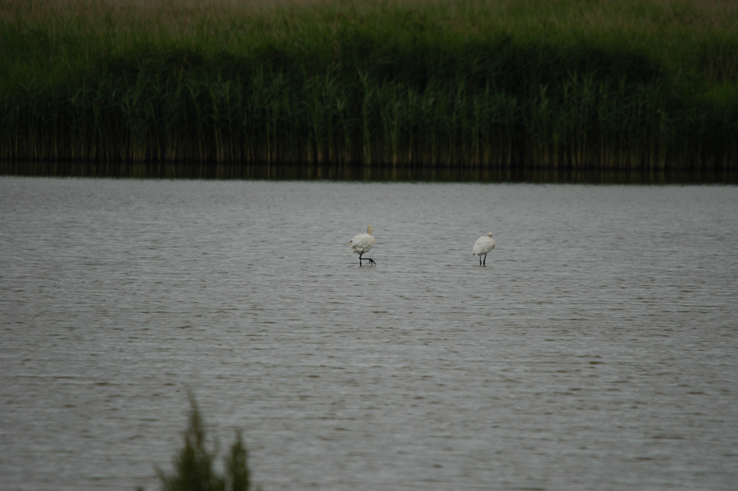 photos/wildlife/Bird_Species/025-Ibises-Spoonbills/0415-Eurasian_Spoonbill/DSC_6323.JPG